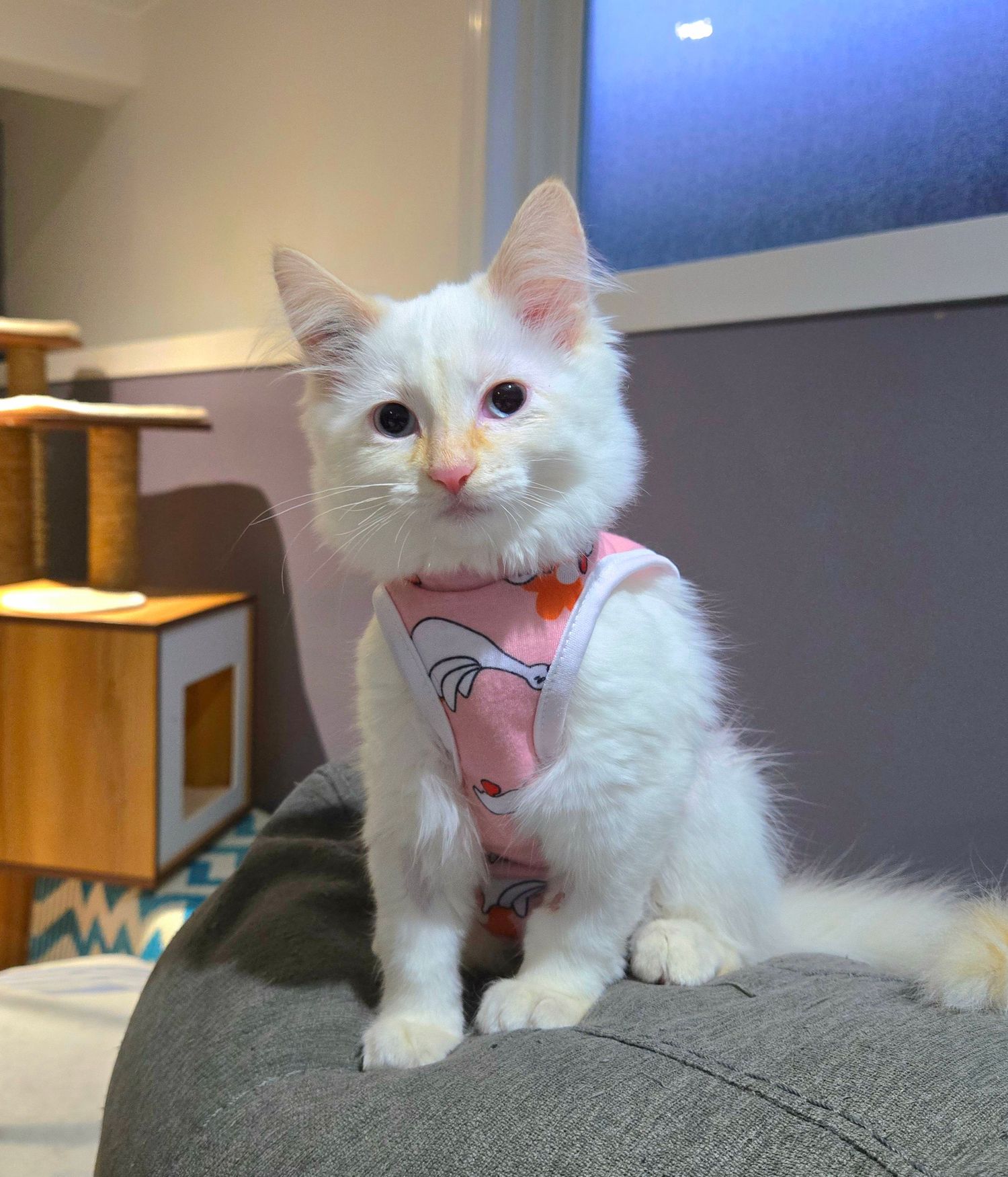 Fluffy white kitten wearing a pink harness sitting upright on a gray cushion indoors.