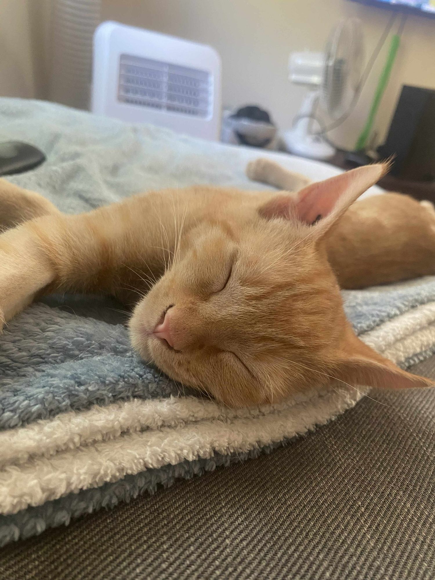 Ginger cat sleeping peacefully on a textured carpet.
