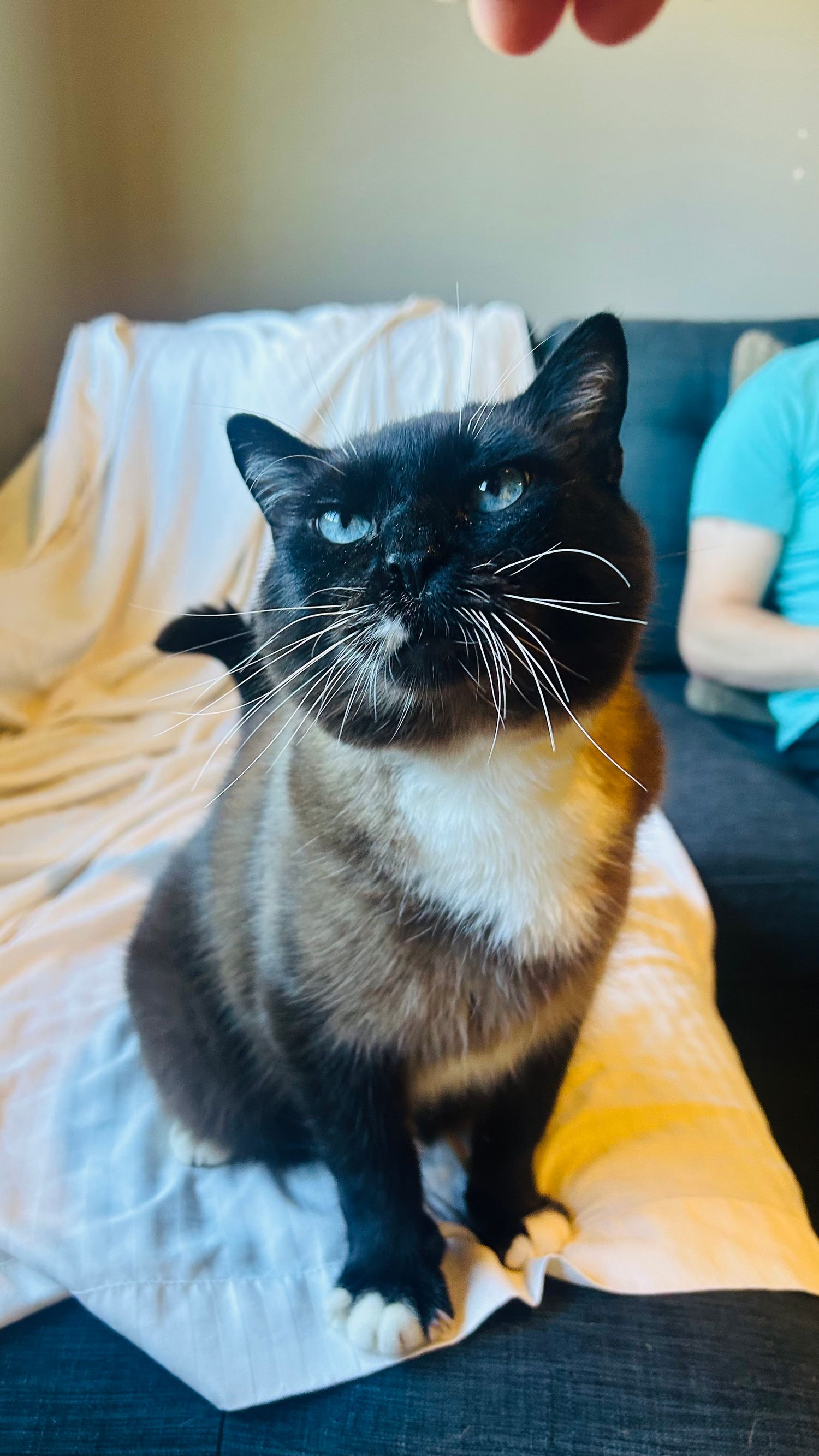 Siamese cat with blue eyes sitting on a sofa, looking up at a hand reaching from above.