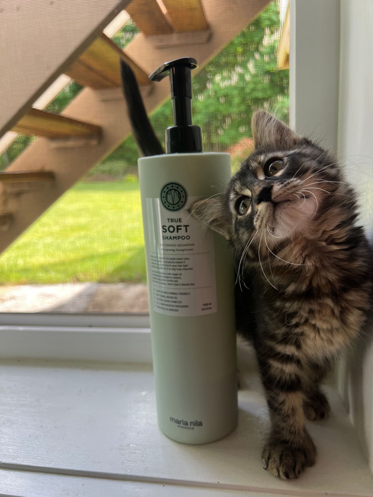 Fluffy tabby kitten sitting on a windowsill next to a Maria Nila True Soft Shampoo bottle.