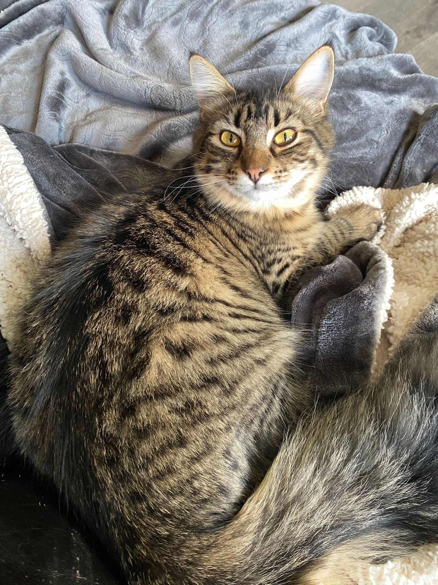 A tabby cat with golden eyes lounges on a gray blanket, showing off its striped brown and black fur coat.