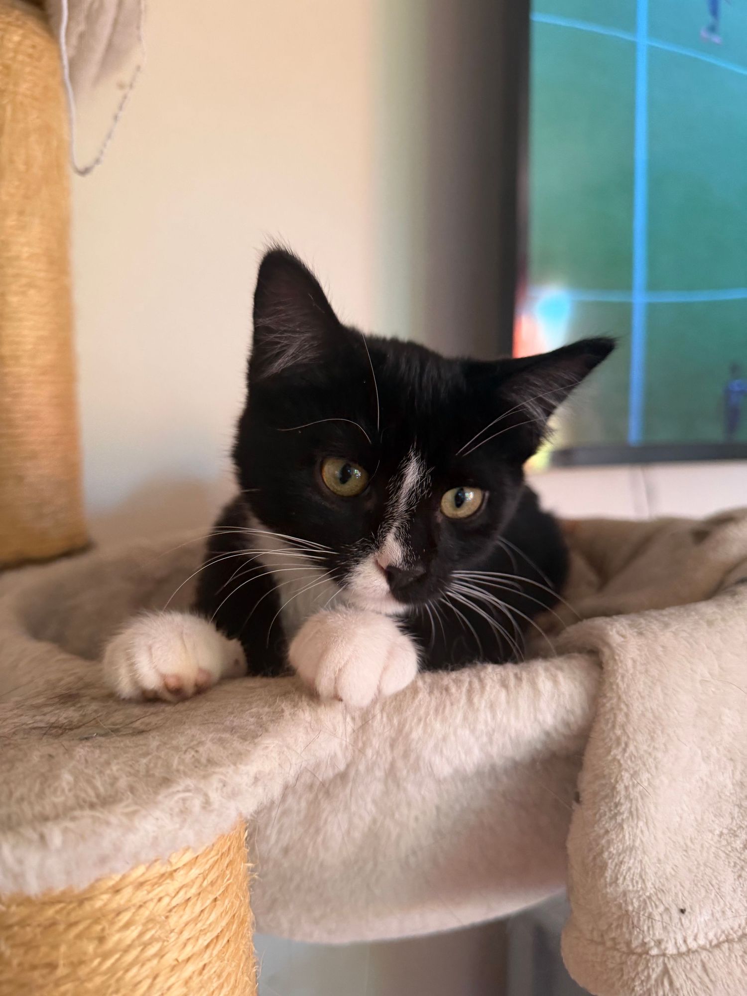 A cute tuxedo kitten with green eyes rests its white paws on a cat tree perch, looking directly at the camera.