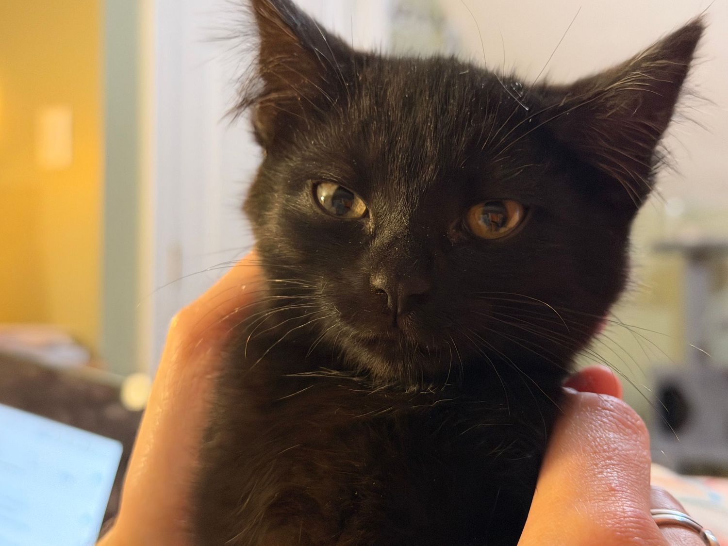 A close-up of a young black kitten with golden eyes being held gently by a person's hand.