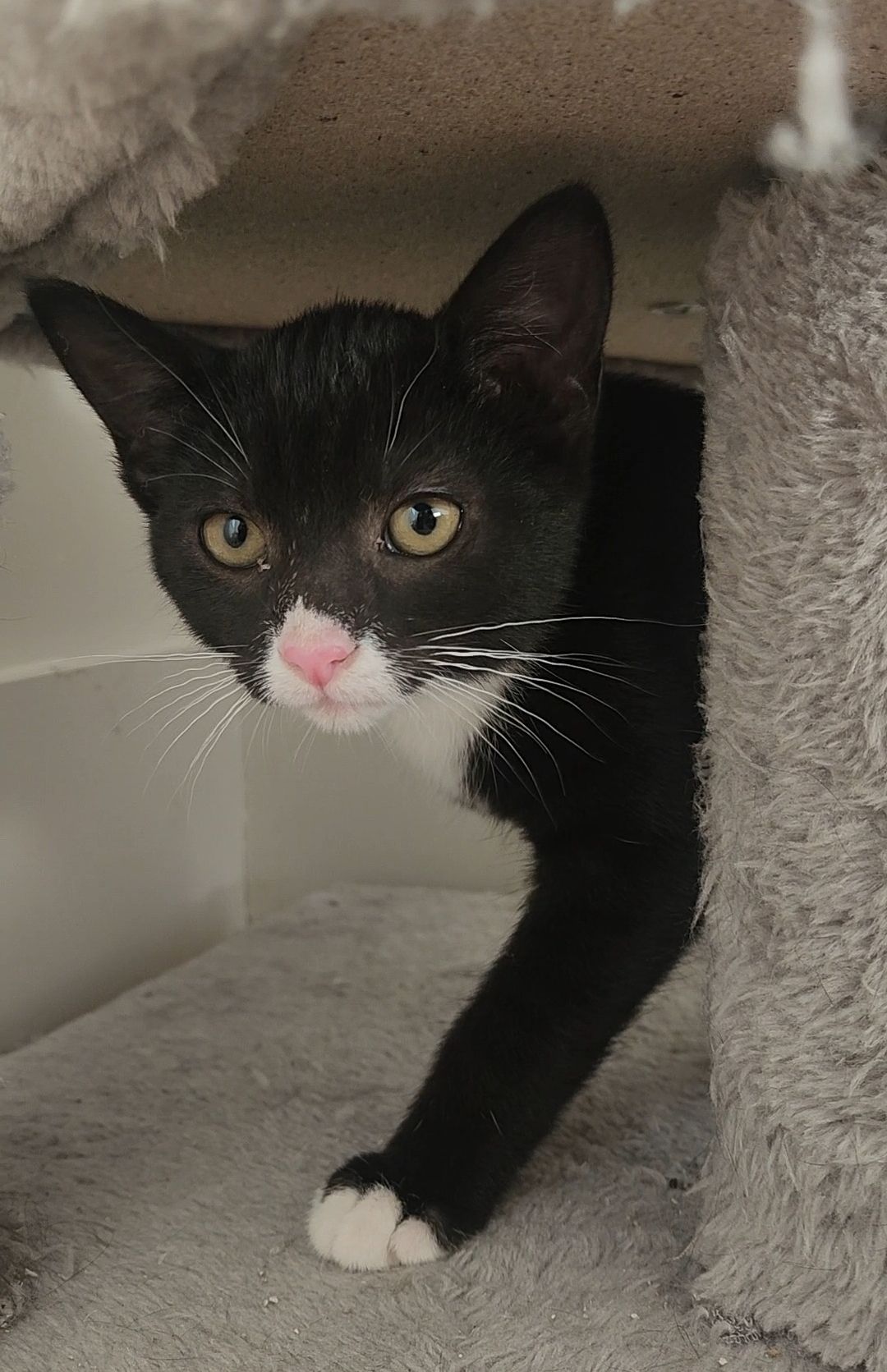 Black and white cat peeking out from behind a gray cat tree or furniture.