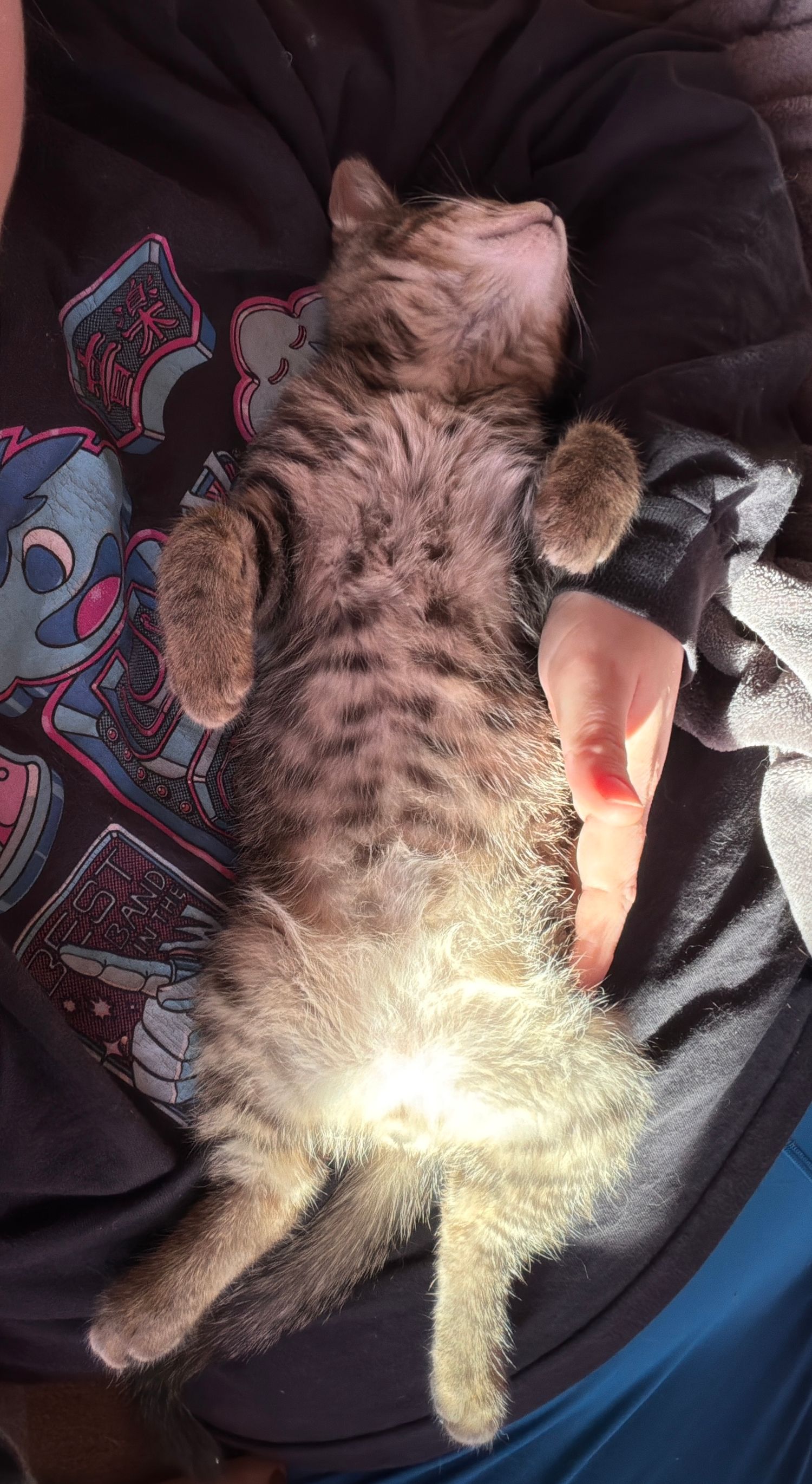 Gray tabby cat lying on its back on a person's lap, showing striped belly pattern in sunlight.