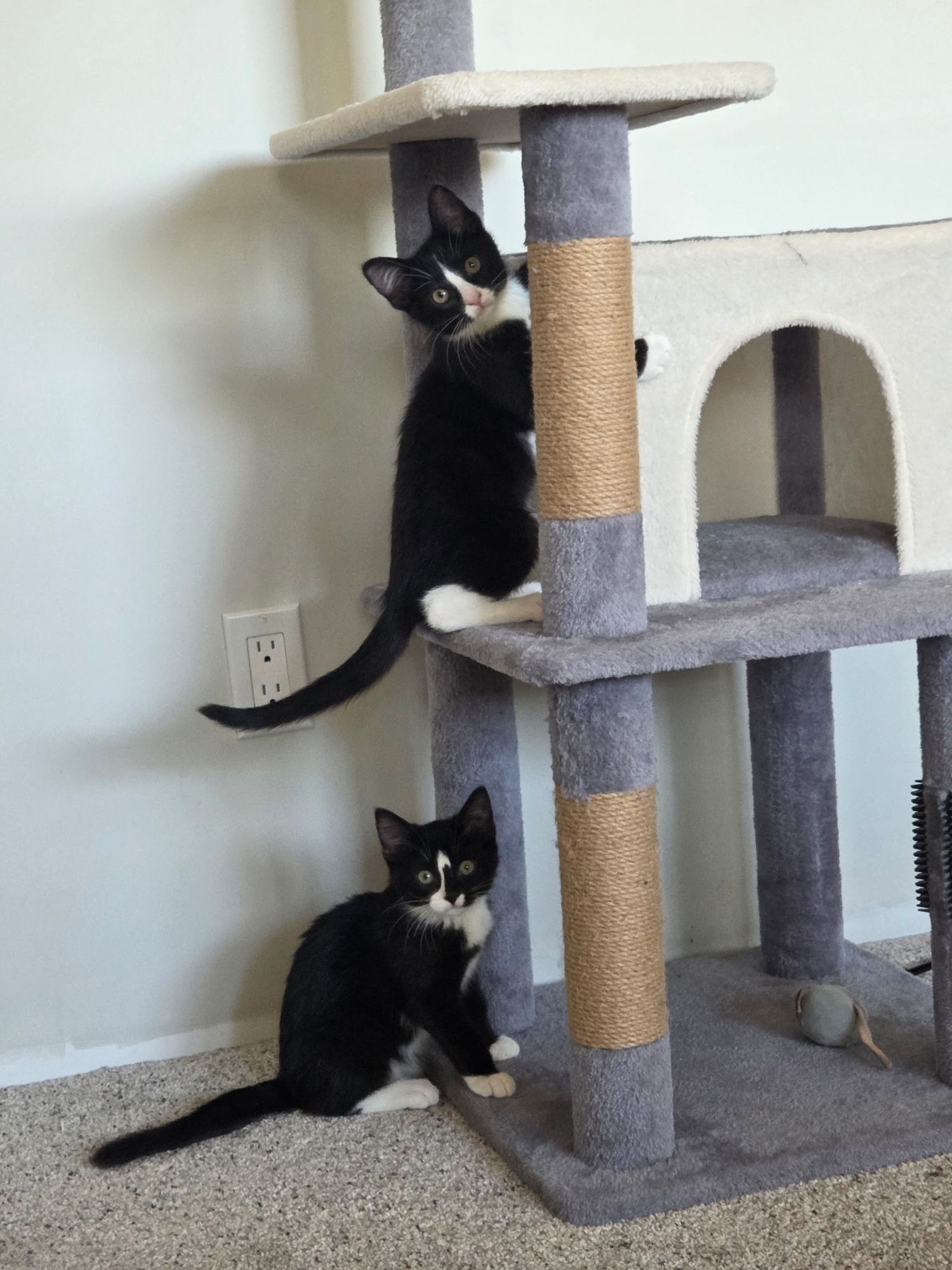 Two tuxedo kittens play on a gray cat tree, one climbing the scratching post while the other sits on the base.