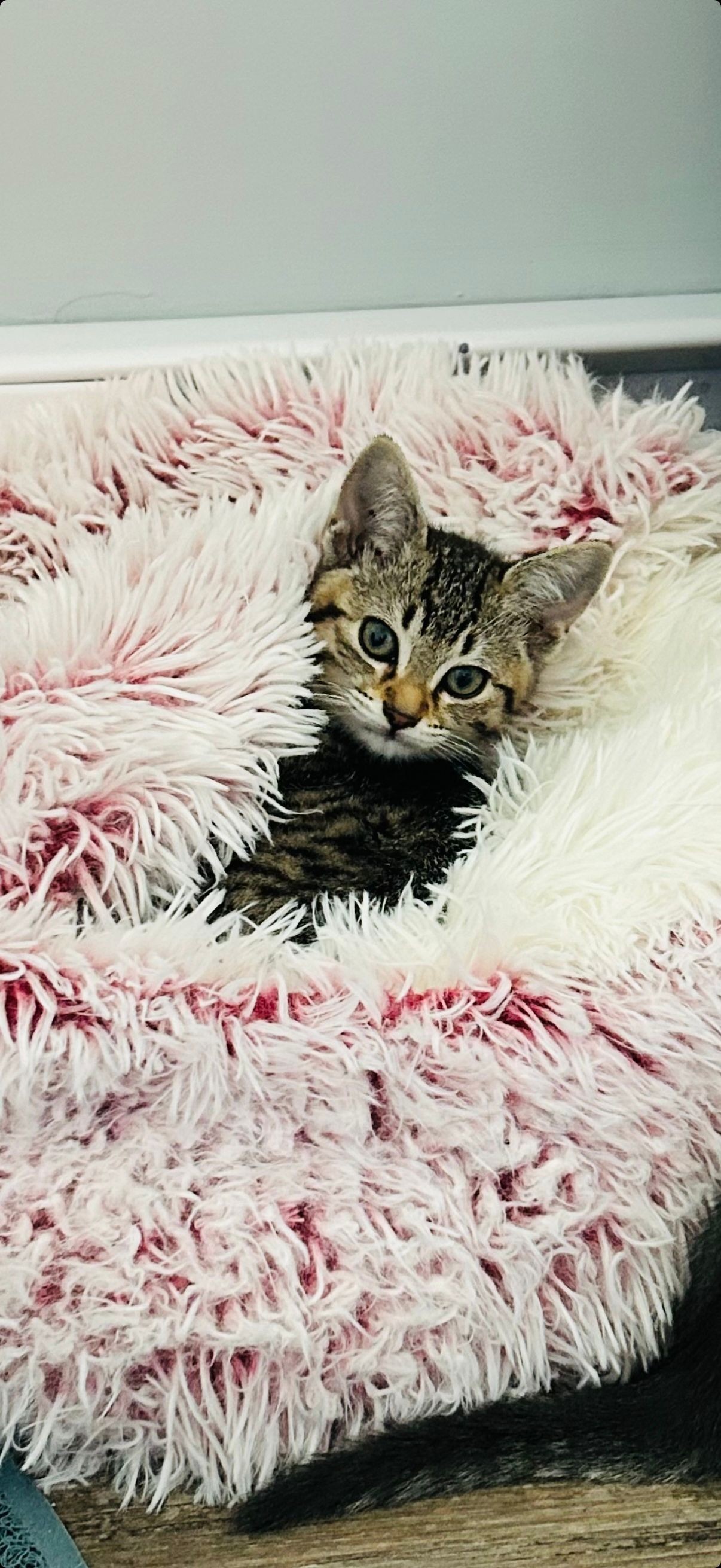 A tiny tabby kitten nestled in a fluffy pink and white shag blanket, gazing curiously at the camera.