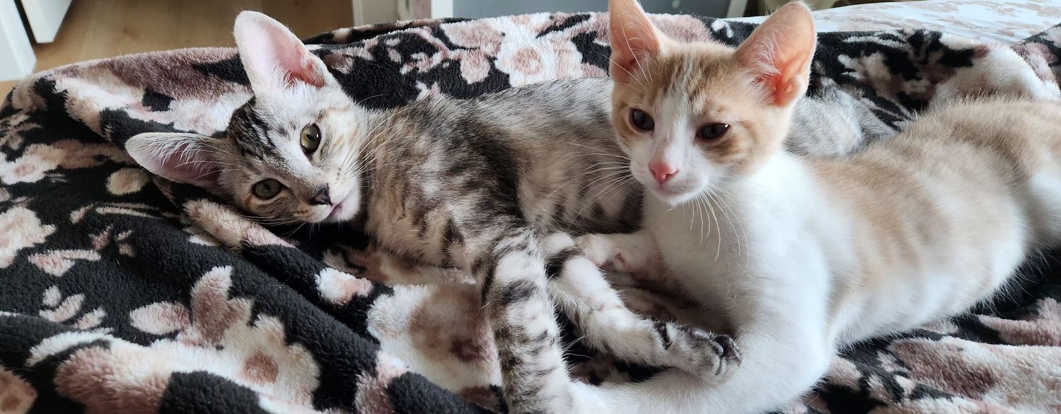 Two adorable tabby kittens cuddling together on a floral blanket, one gray and one orange and white.
