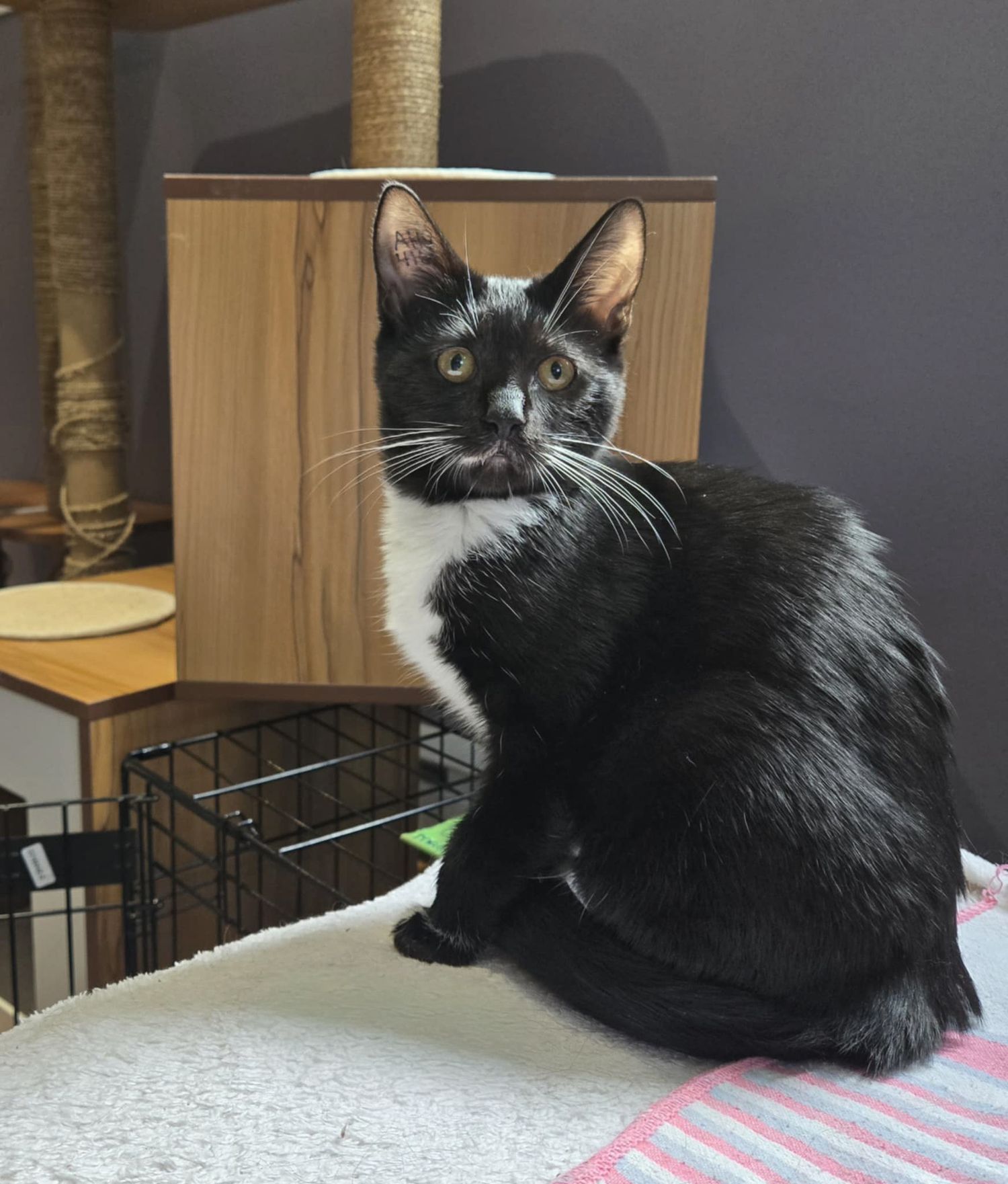 Tuxedo cat relaxes on striped cushion near wooden cat tree tower.