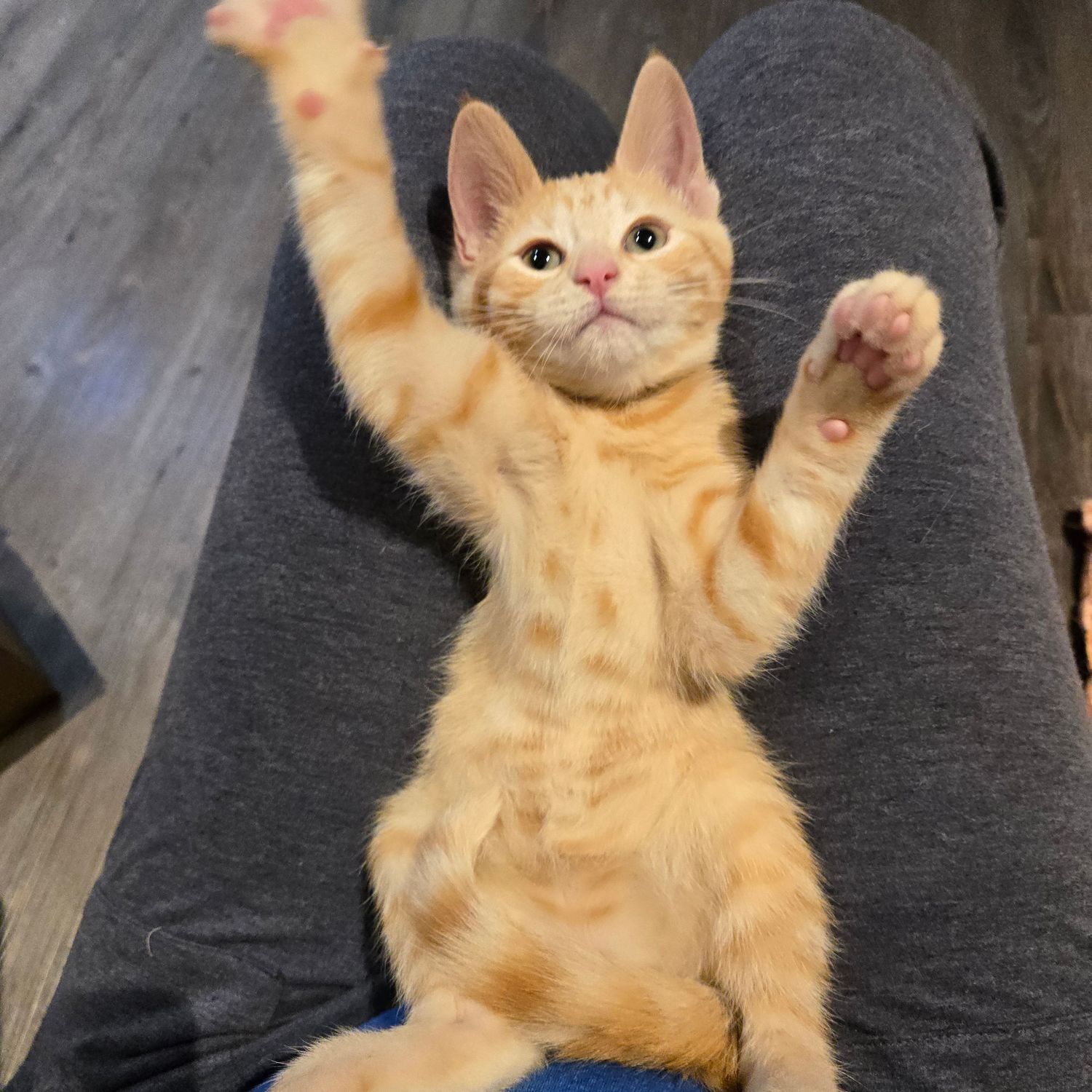 An orange tabby kitten sitting up with both paws raised in the air on a gray chair.