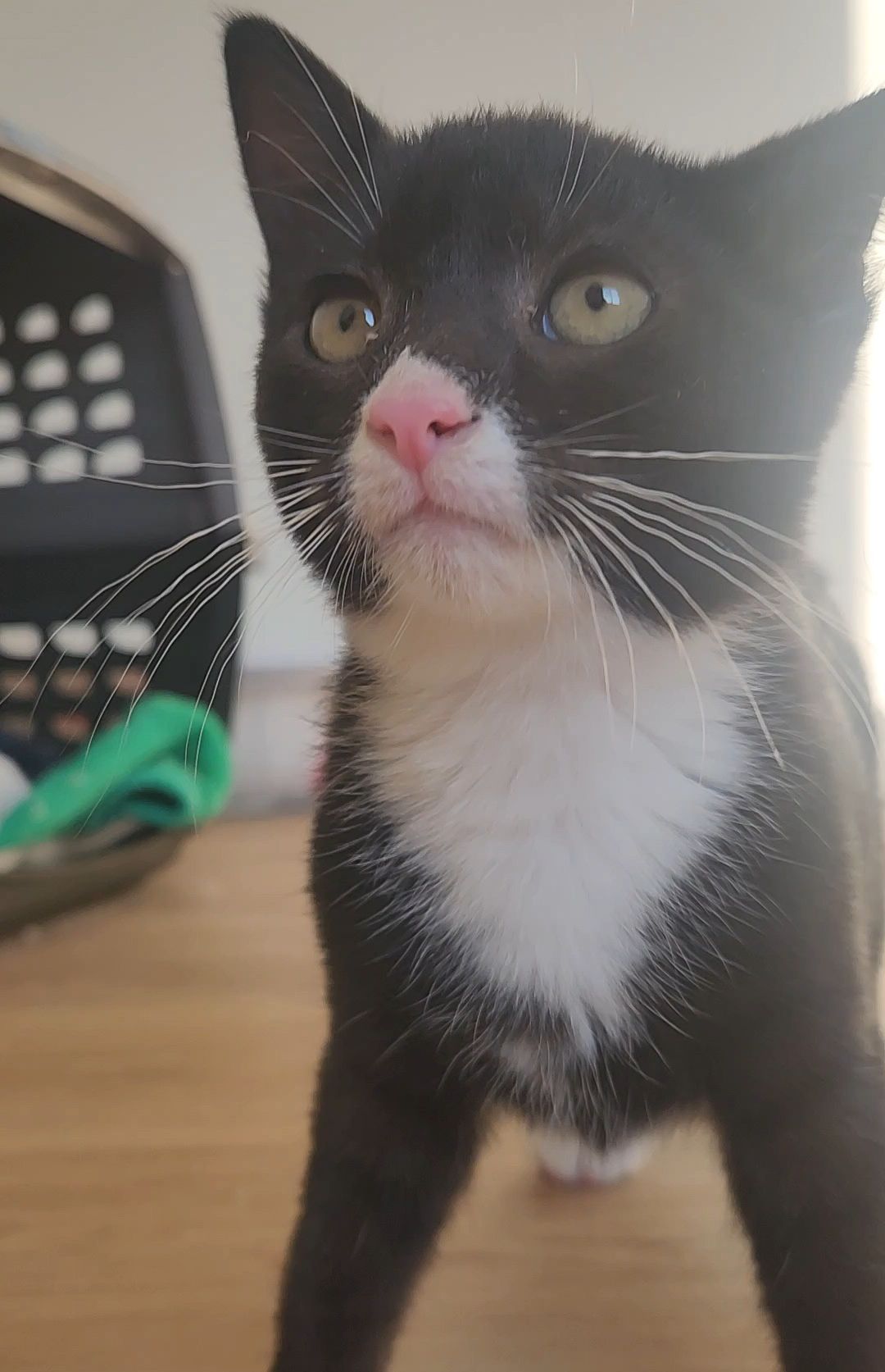 Close-up shots of a black and white cat's face from different angles.