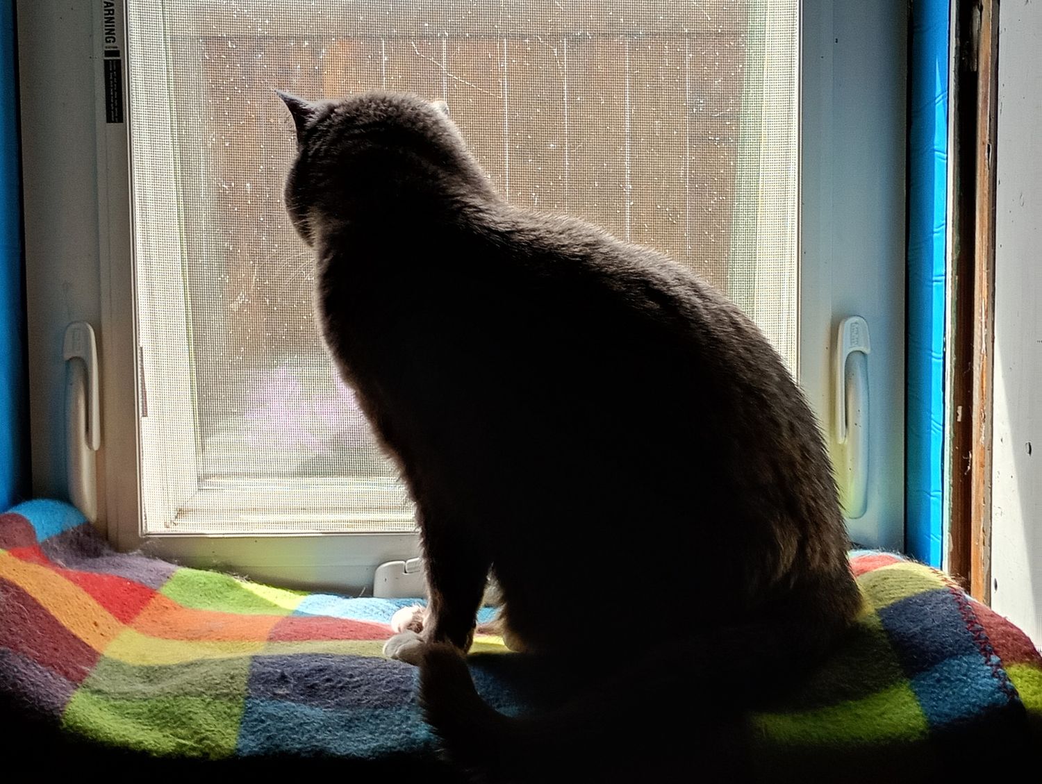 Silhouette of a fluffy cat sitting on a colorful blanket, gazing out a sunlit window.