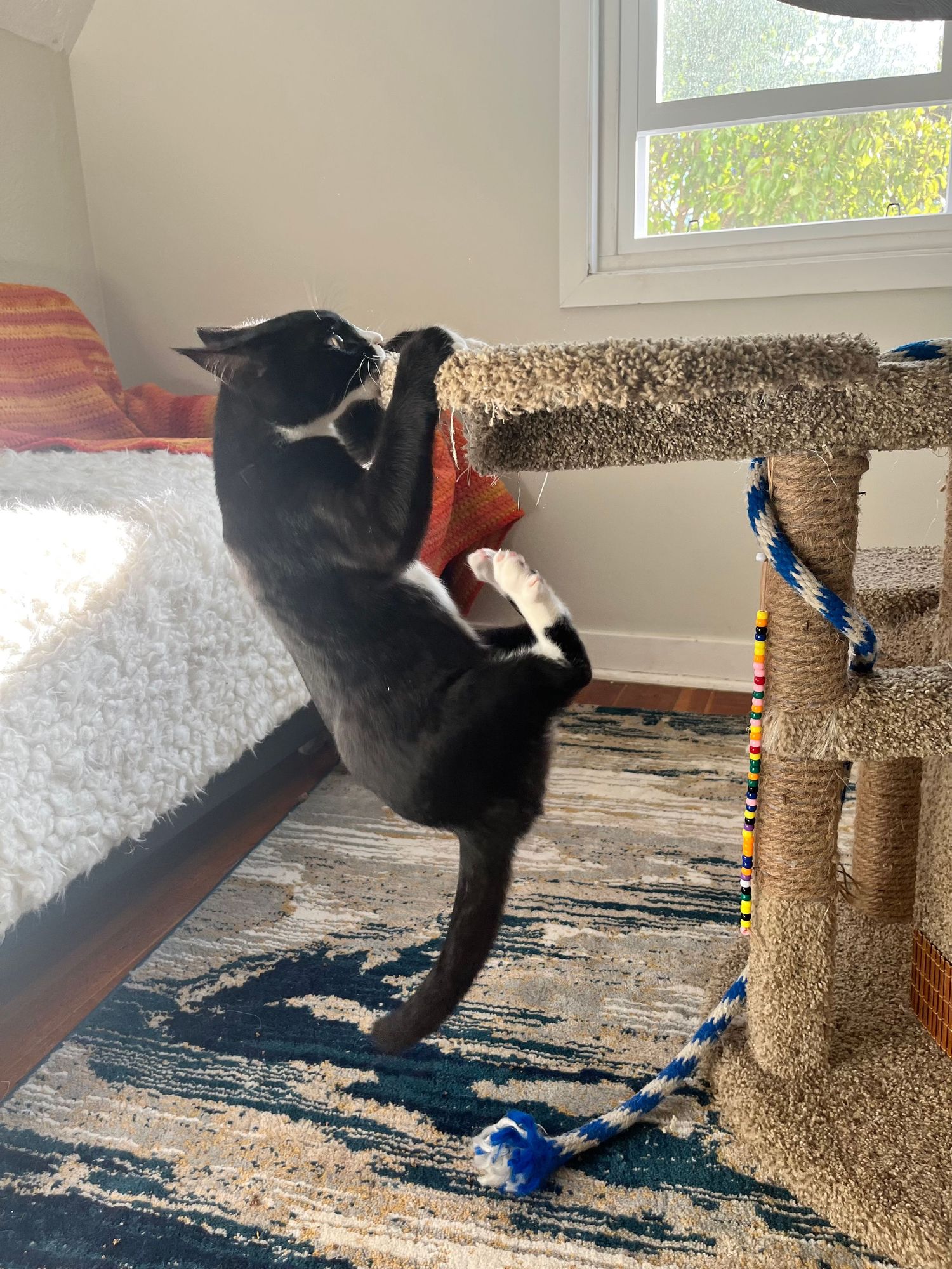 Black cat playfully attacks blue feather toy while lounging near carpeted cat scratching post.