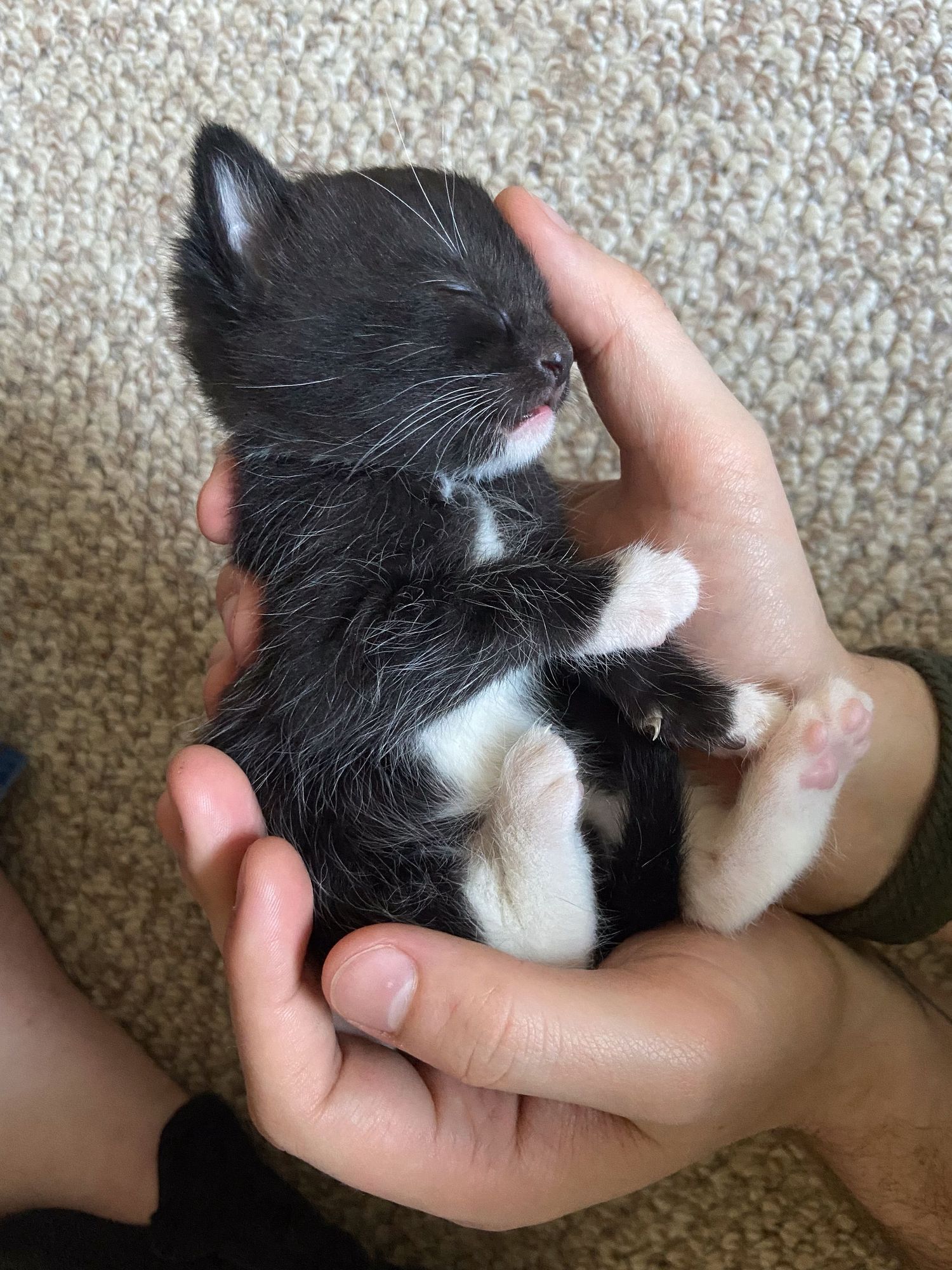 Tiny black and white kitten being held gently in someone's hands.