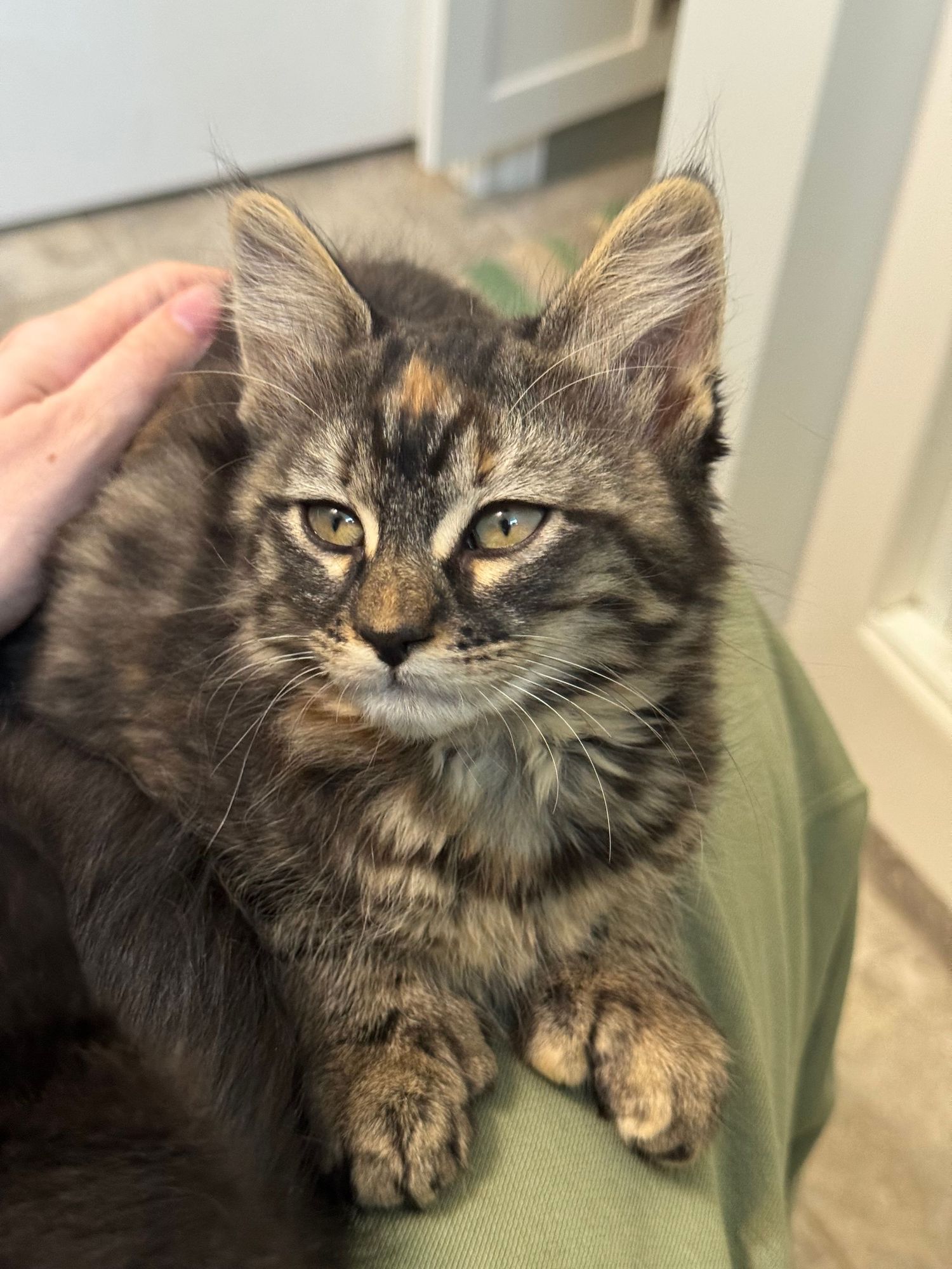 A fluffy tortoiseshell kitten with golden eyes rests on a green surface while being gently petted by a human hand.