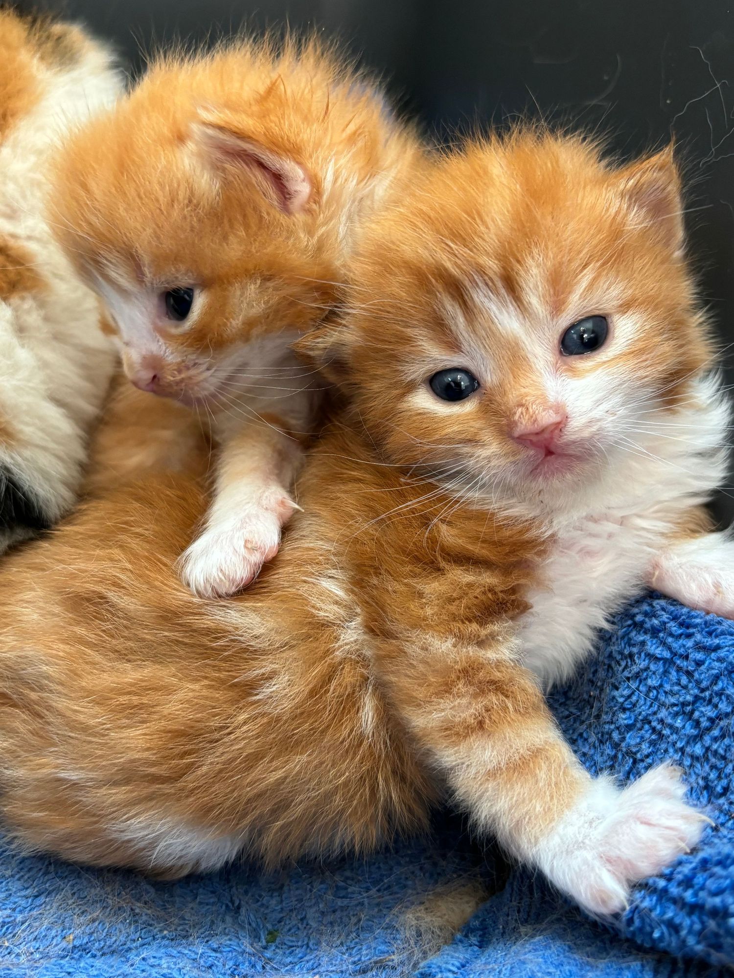 Ginger kitten resting on blue blanket in multiple poses.