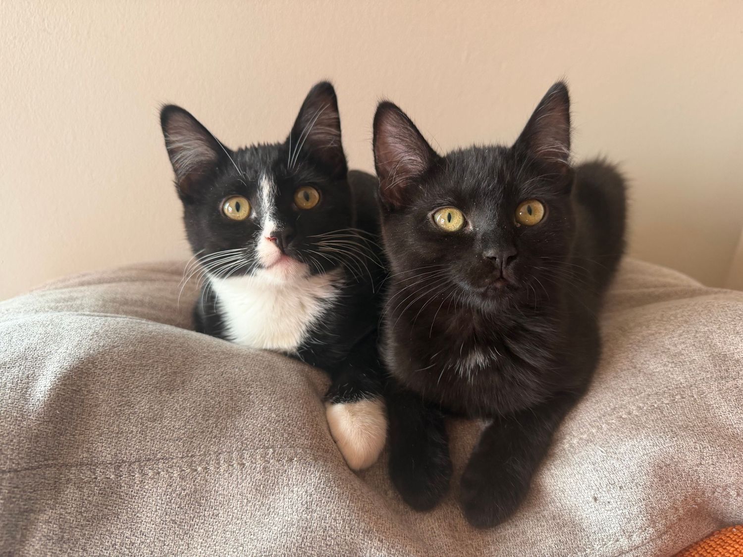 Two adorable black and white kittens with golden eyes resting together on a cozy blanket.
