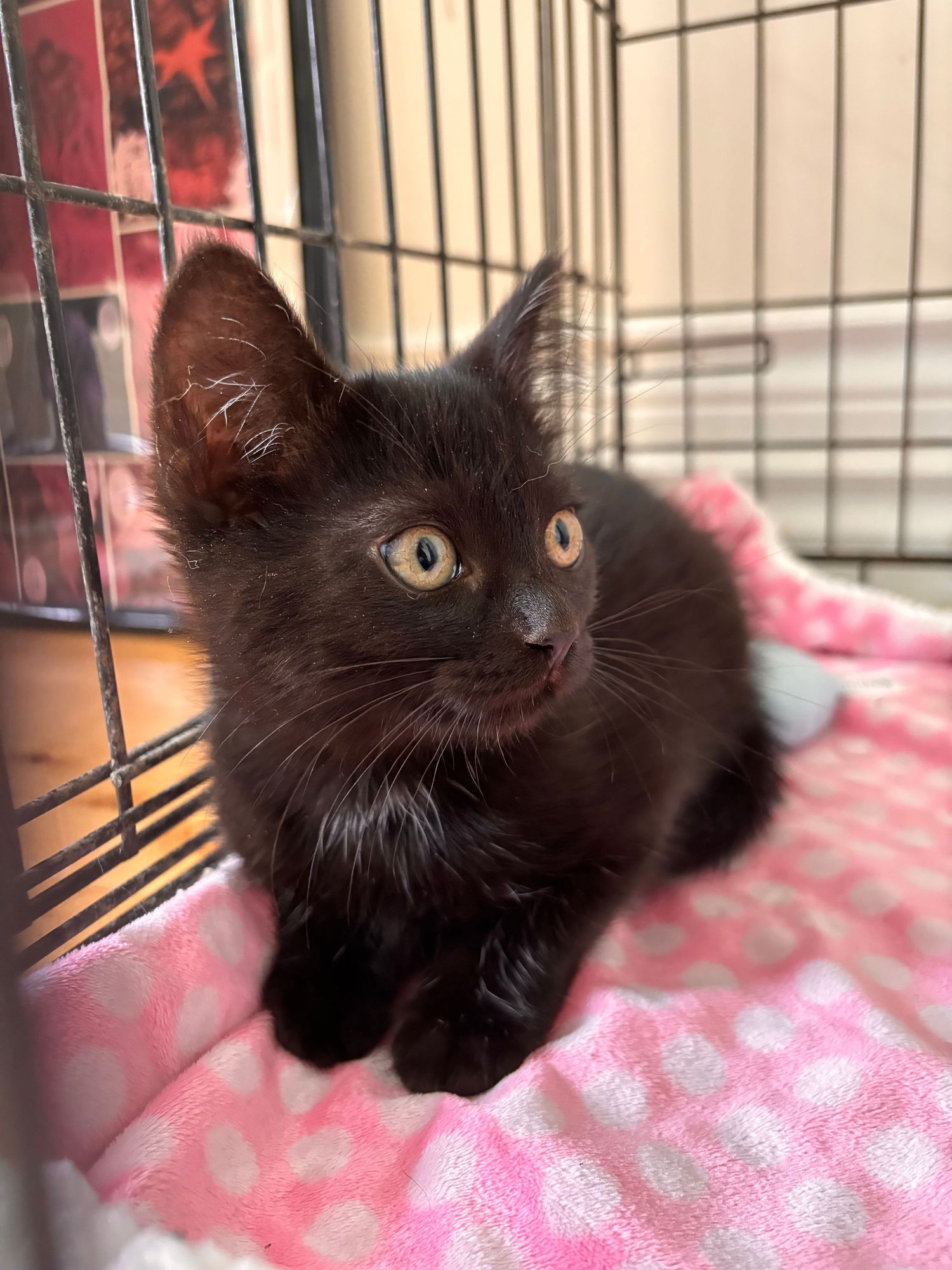 A small black kitten with golden eyes sits on a pink polka dot blanket inside a wire cage.