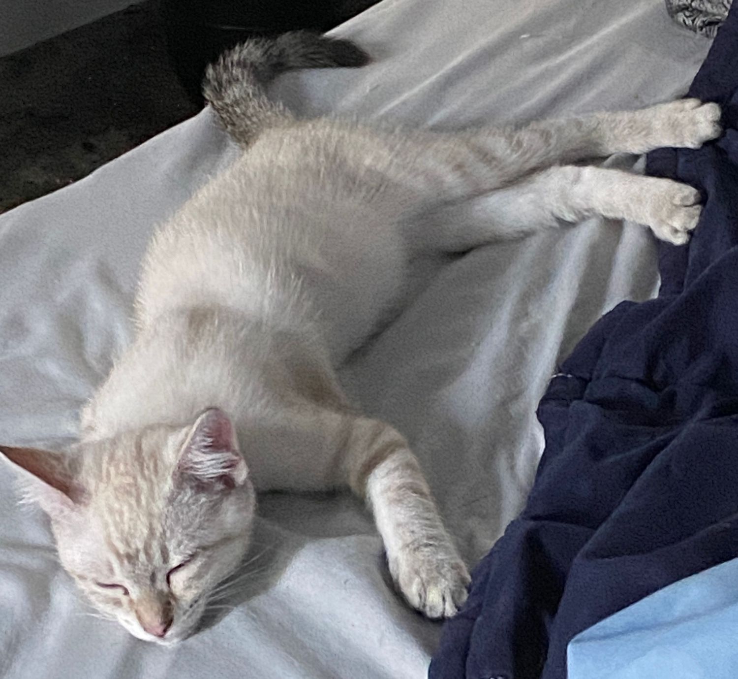A white cat with gray markings resting lazily on a white bed next to a blue blanket.