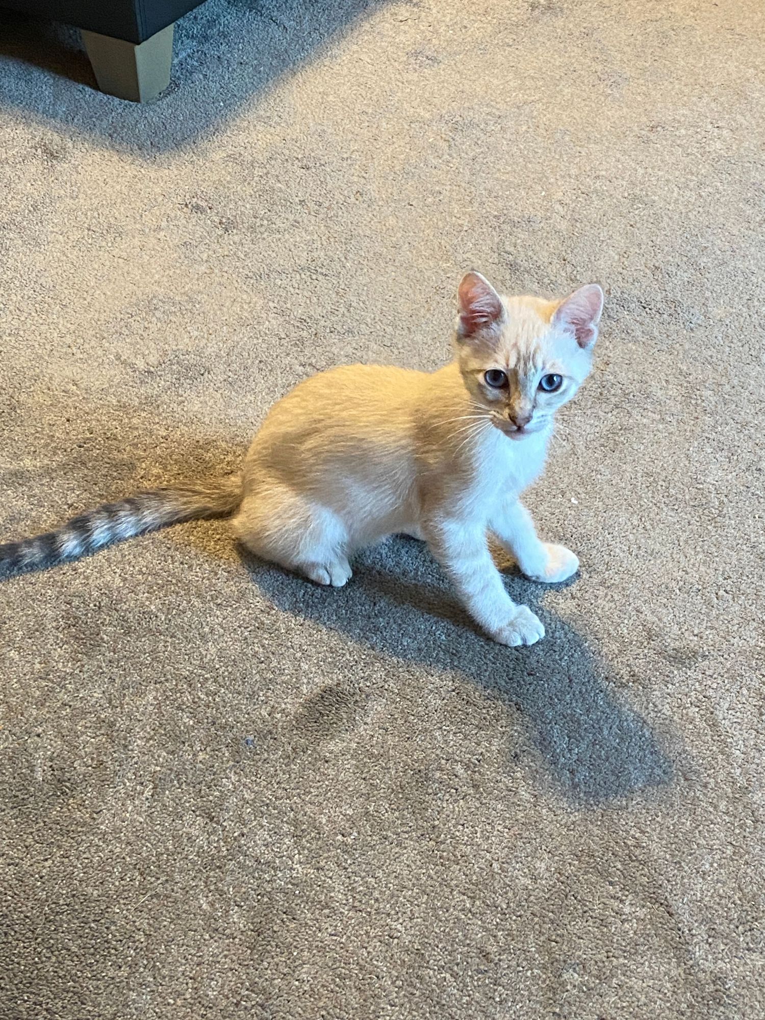 A small white and orange kitten with blue eyes sits on beige carpet, looking curiously at the camera.