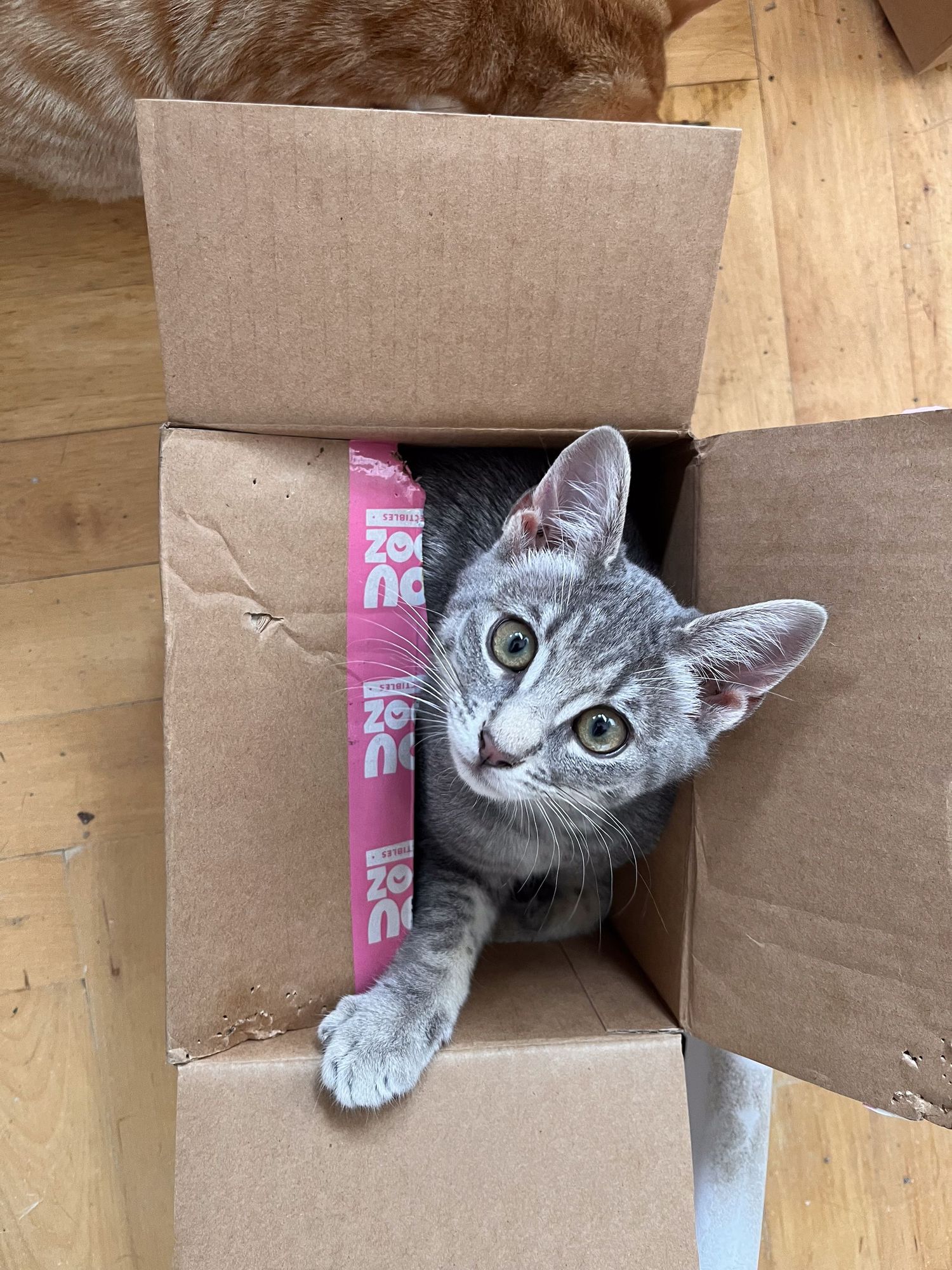 Gray cat peeks curiously out of a cardboard box.