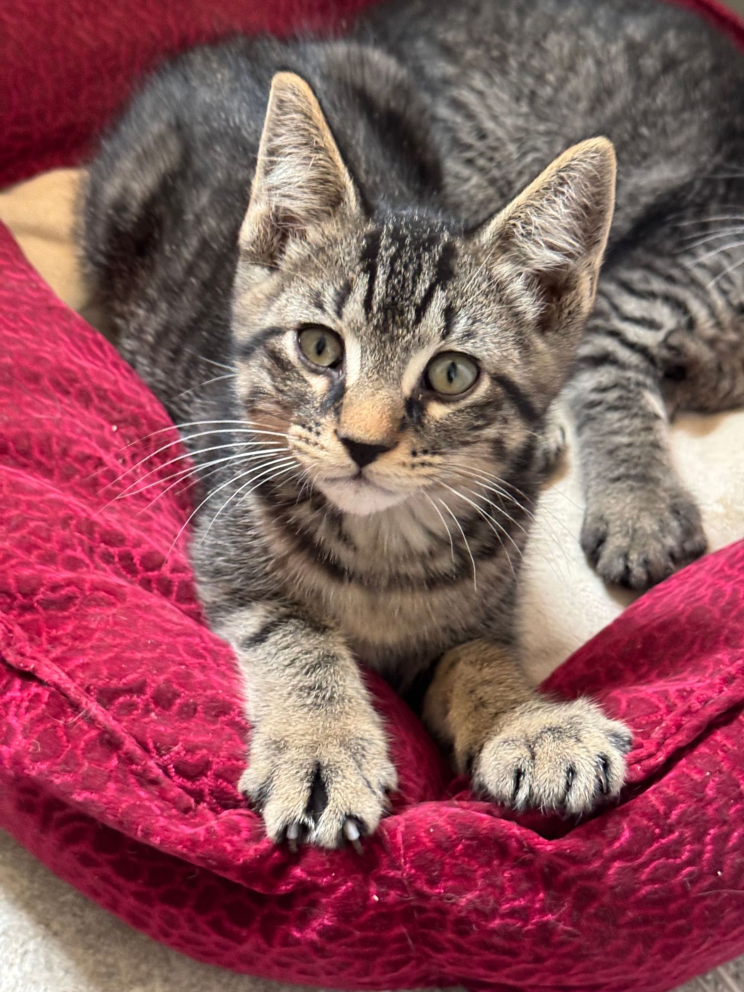 A small tabby kitten with striped markings rests in a red pet bed, gazing curiously at the camera.