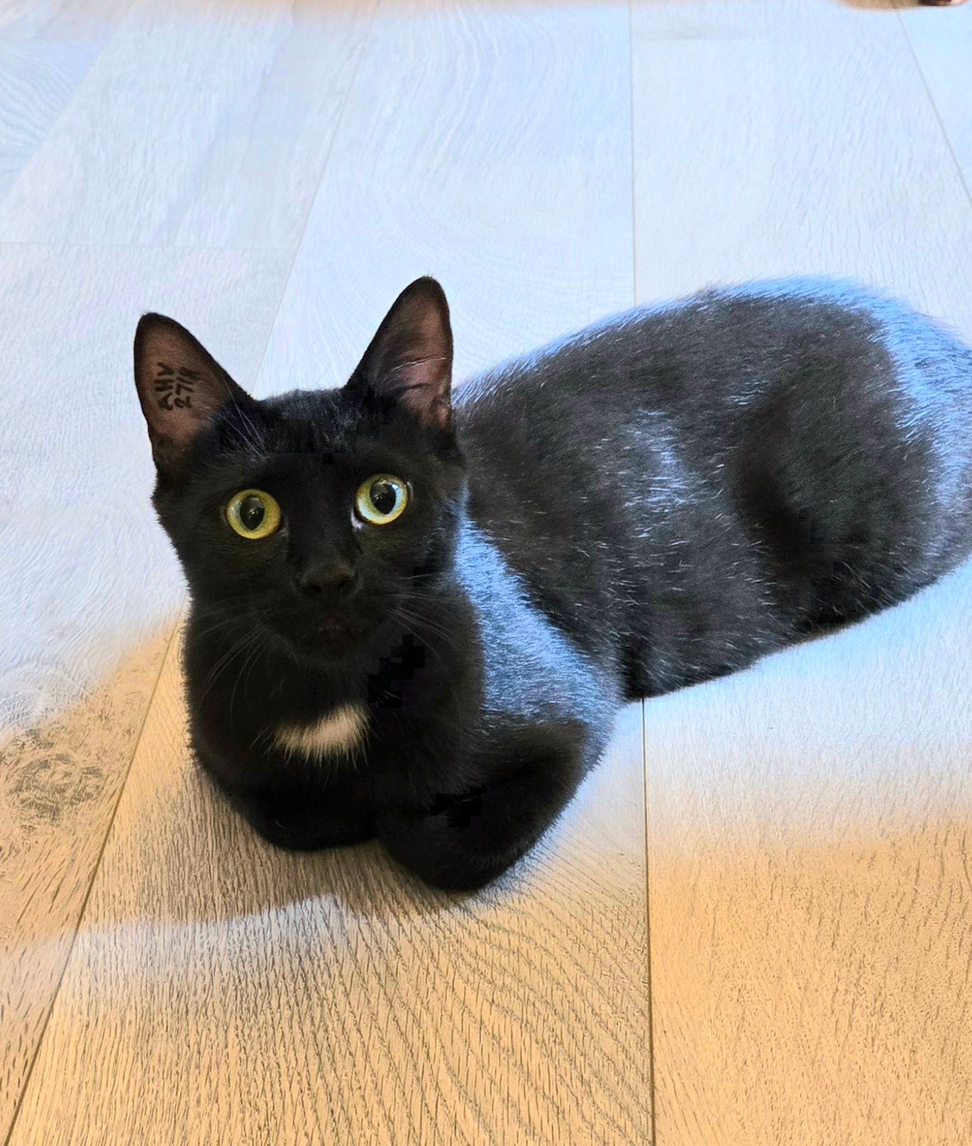A cute black kitten with bright green eyes sits on a light wood floor, looking directly at the camera.