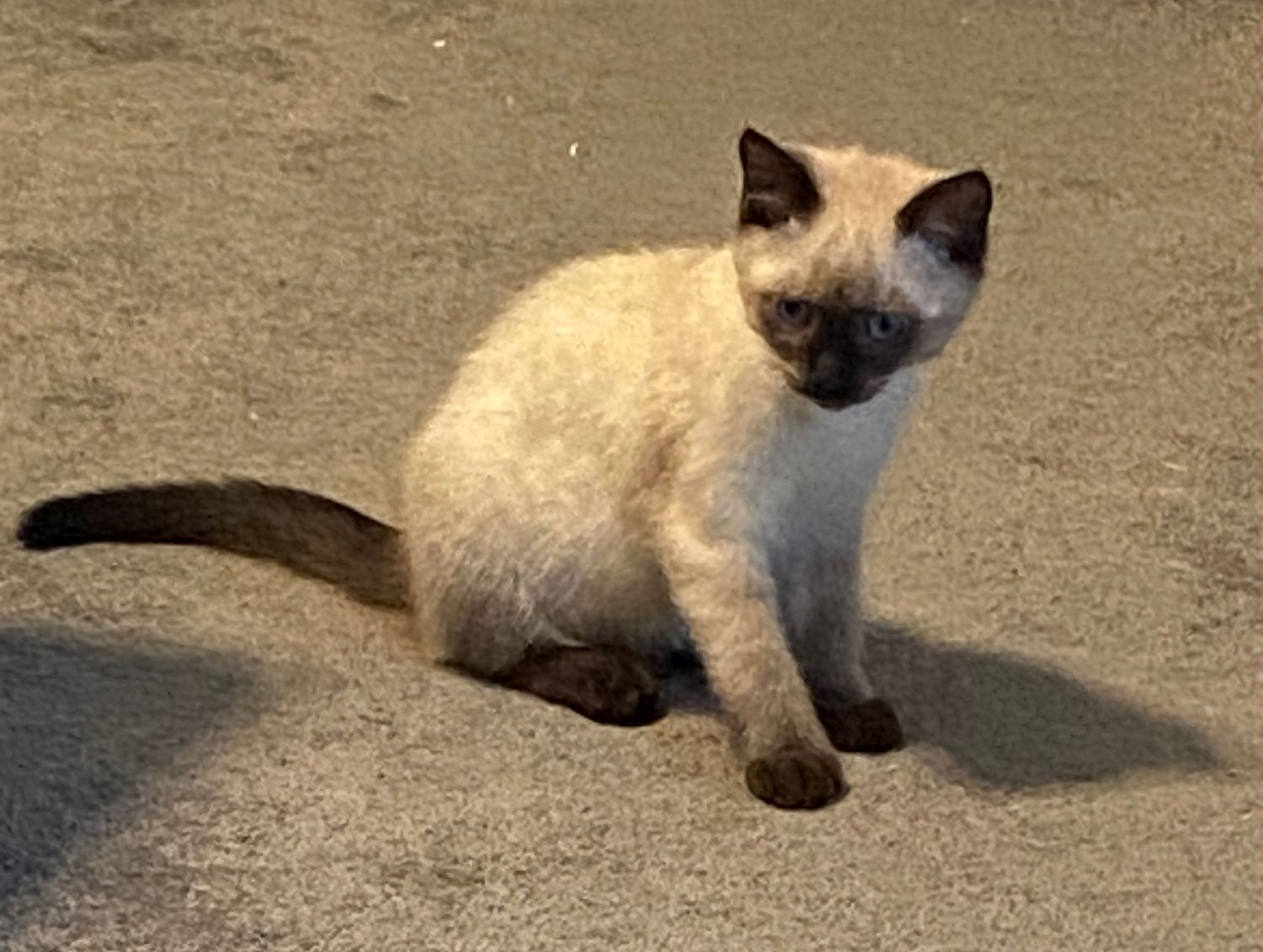 A young Siamese kitten with blue eyes and dark points sits on a gray surface, showcasing its cream-colored fur.
