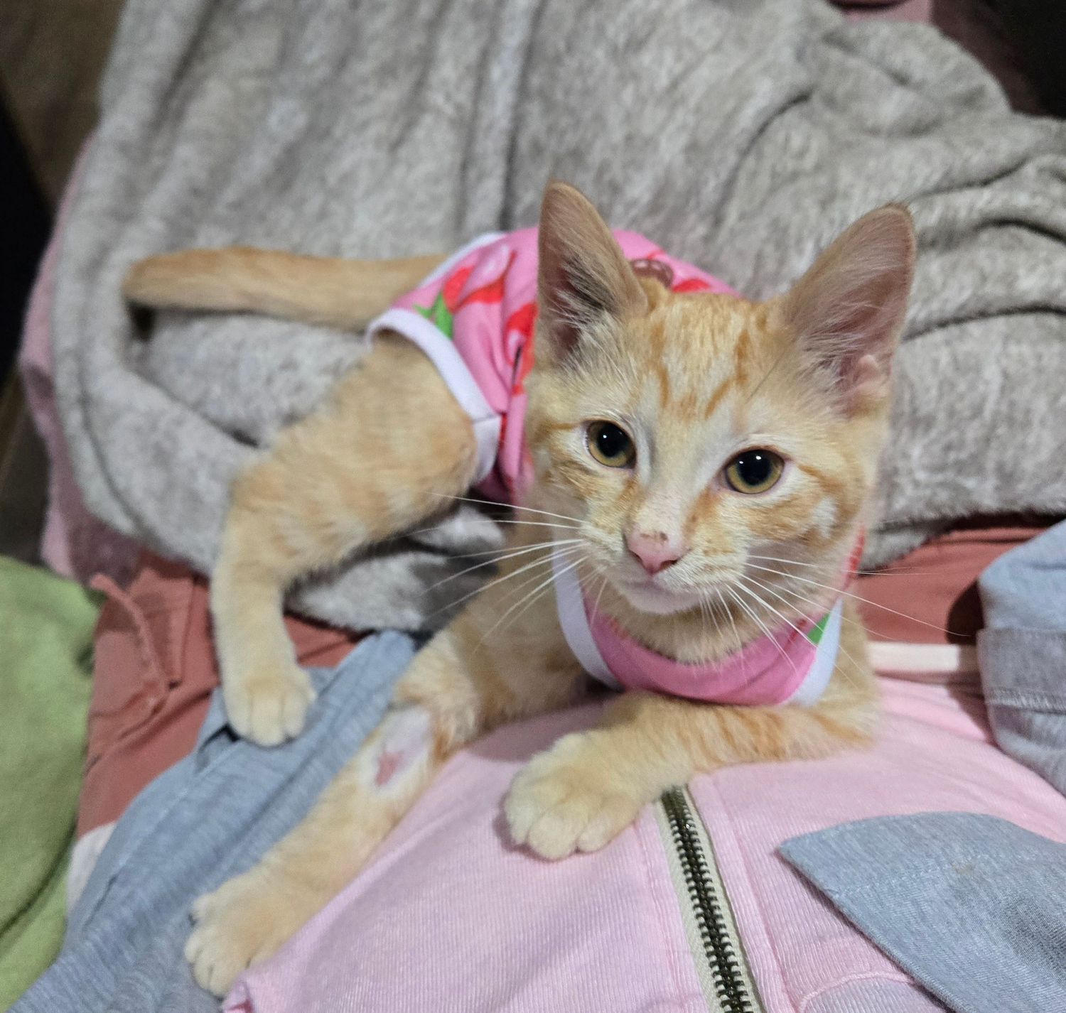 An orange tabby kitten wearing a pink floral outfit rests on a pile of colorful clothing.