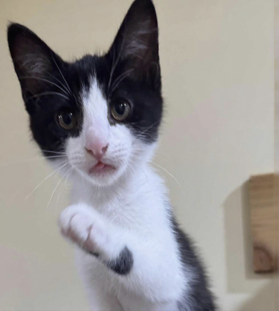 A black and white tuxedo cat with bright eyes gazes intently at the camera in a close-up portrait shot.