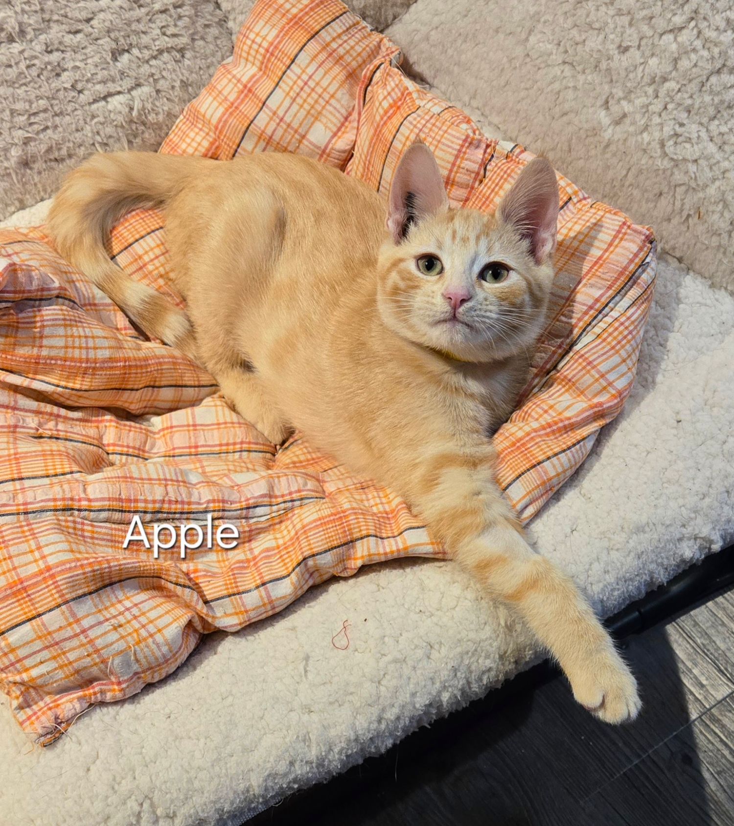 Orange tabby kitten named Apple resting on a plaid blanket in a cozy pet bed.