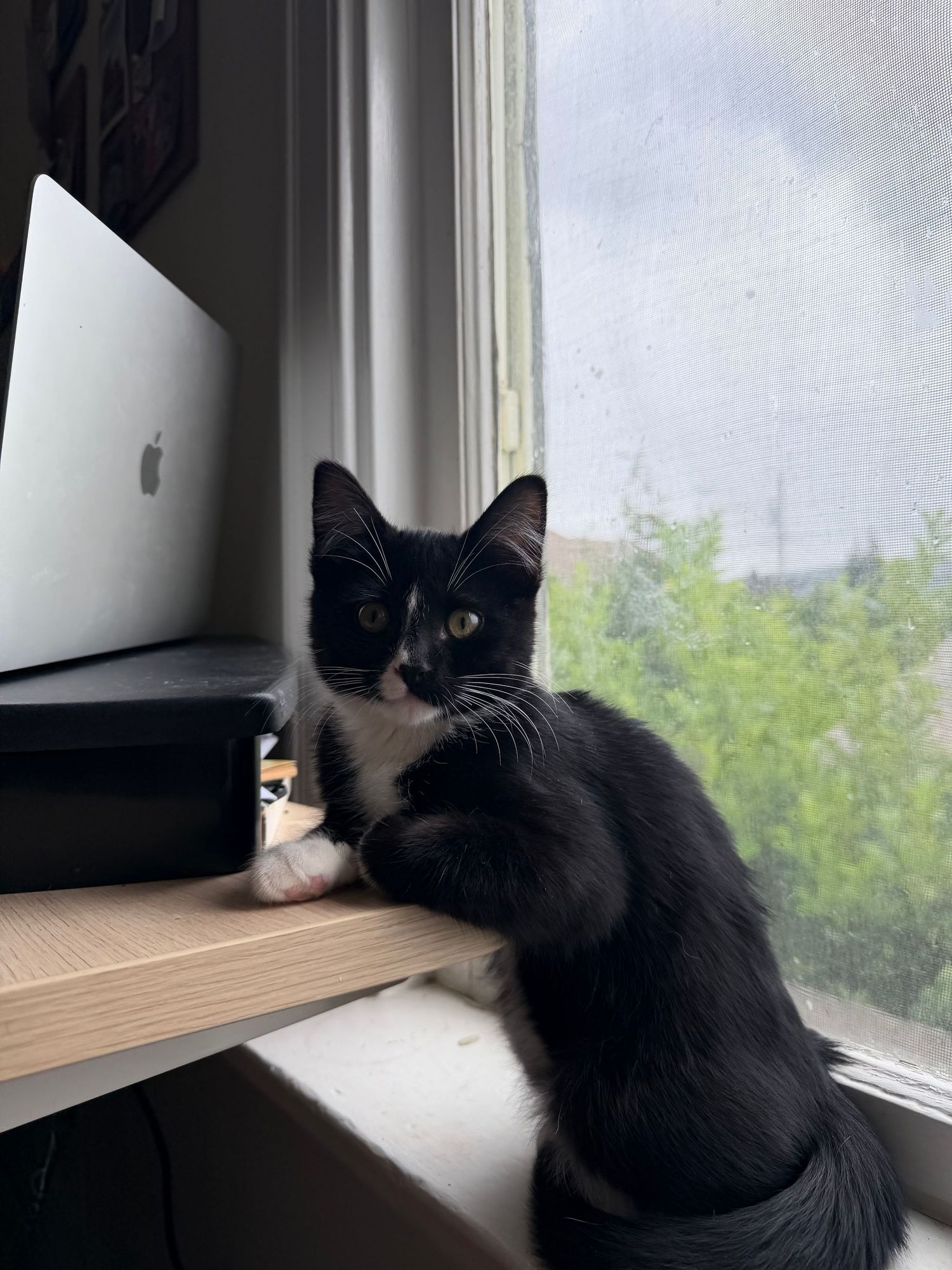 A tuxedo kitten sits on a wooden desk beside an Apple MacBook, gazing back at the camera near a sunlit window.