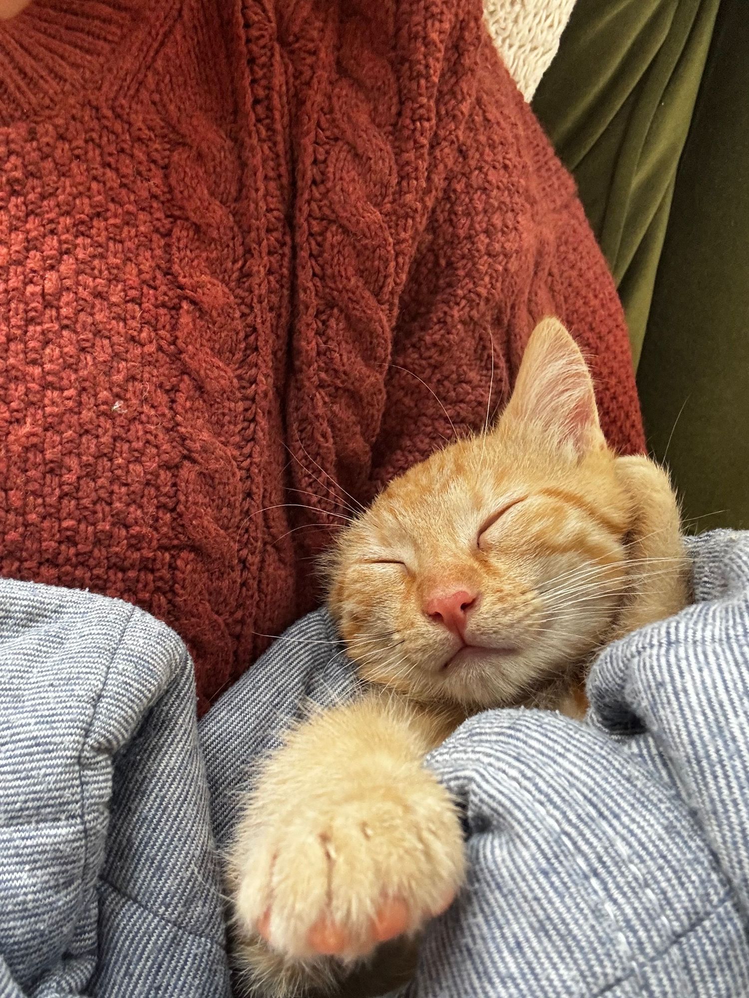 Sleeping orange tabby kitten with a outstretched paw cuddled in the arms of a person wearing a rust red cable knit sweater.