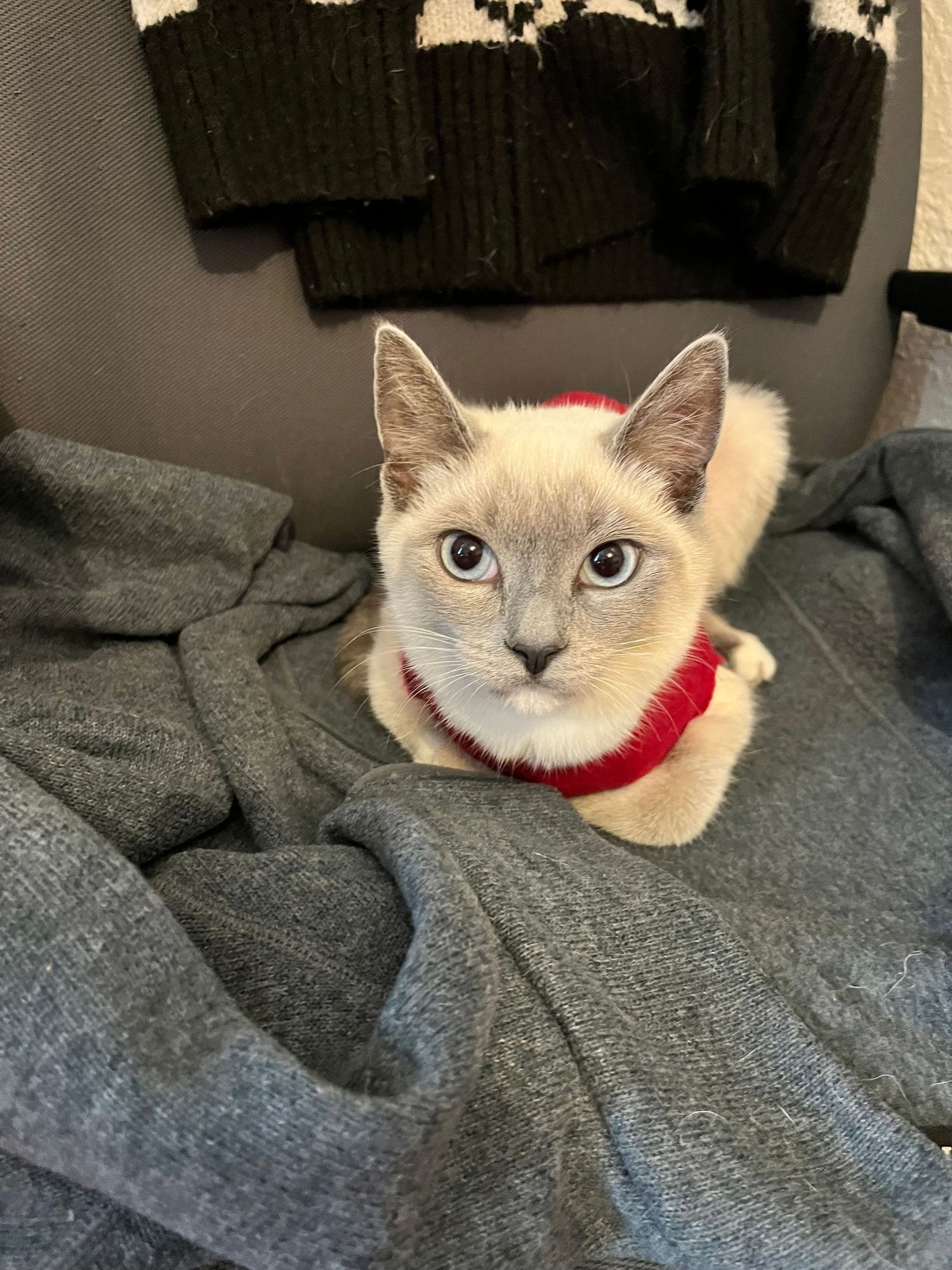 A Siamese cat wearing a festive red sweater rests on gray blankets.