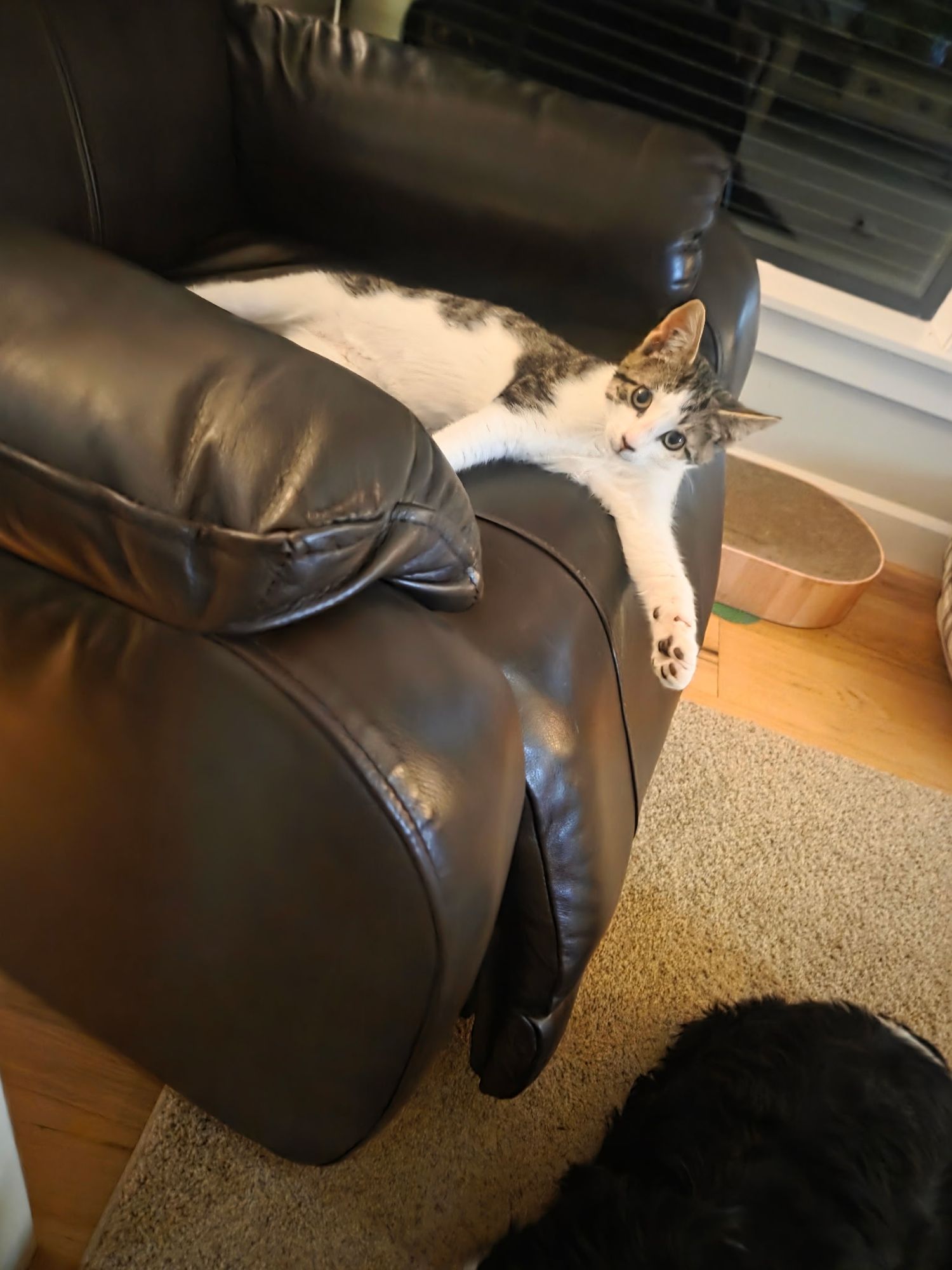 A white and gray tabby cat lounging lazily on the arm of a dark brown leather recliner chair.