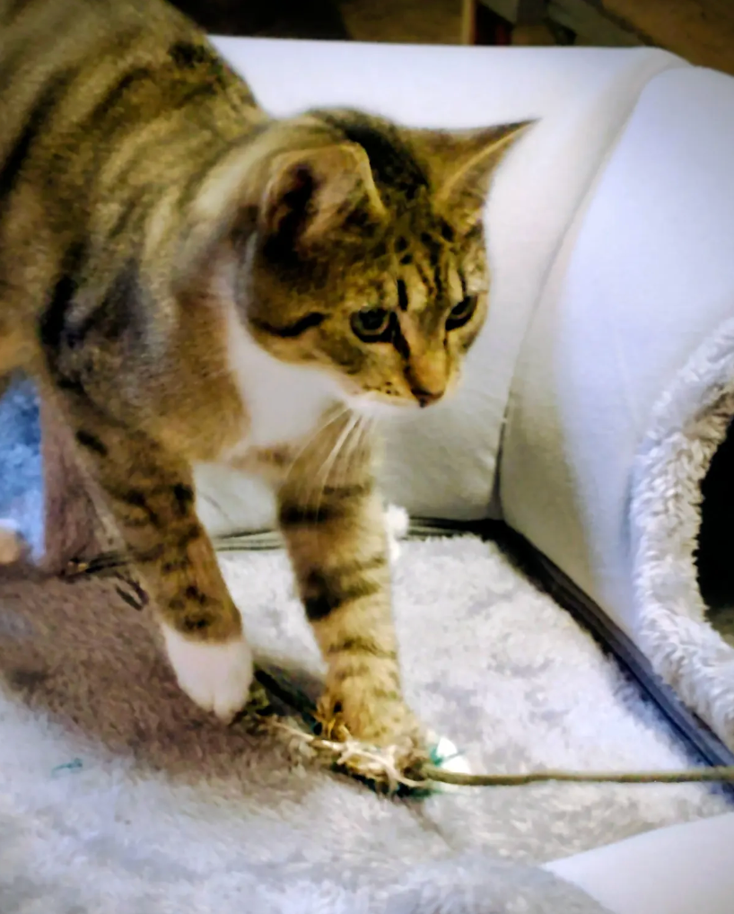 Curious tabby cat investigates and sniffs at scattered white powder on a light-colored surface.