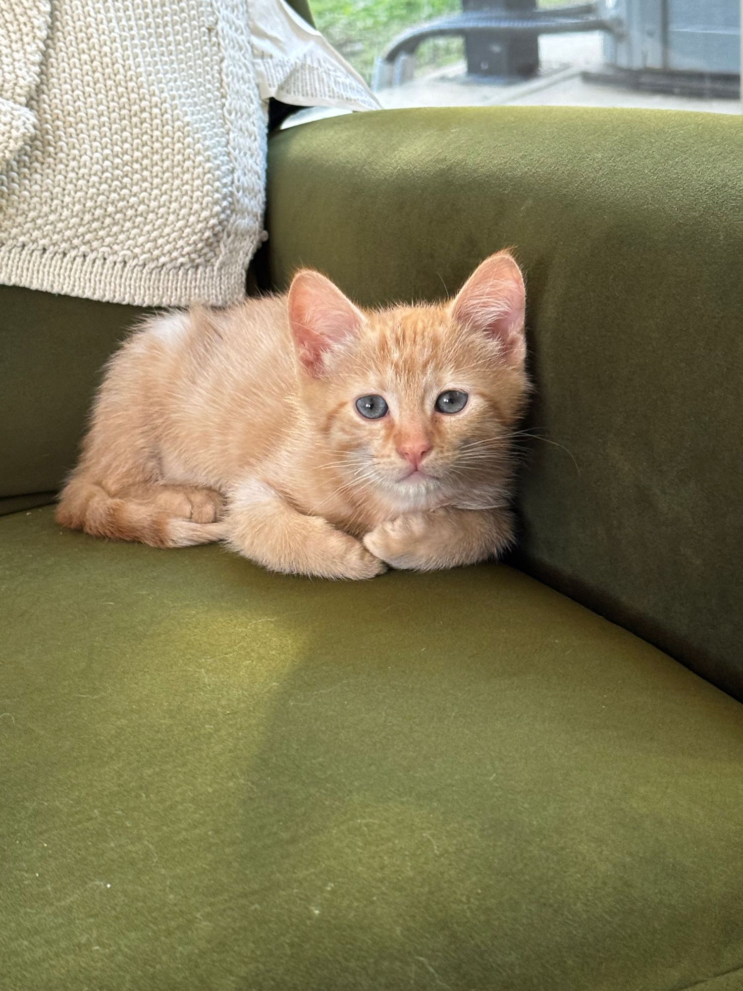 Orange tabby kitten with blue eyes crouching on a green velvet sofa beside a cream knit blanket.