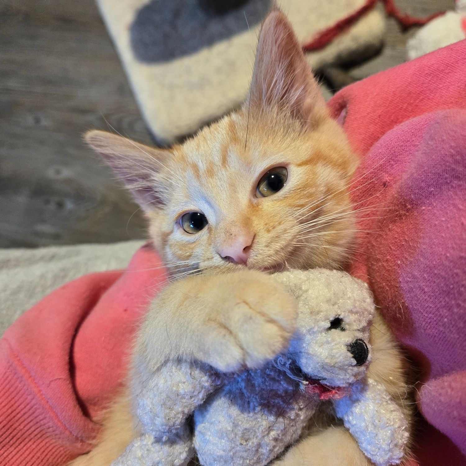 An orange tabby kitten cuddles a small blue stuffed bear toy on a pink blanket.