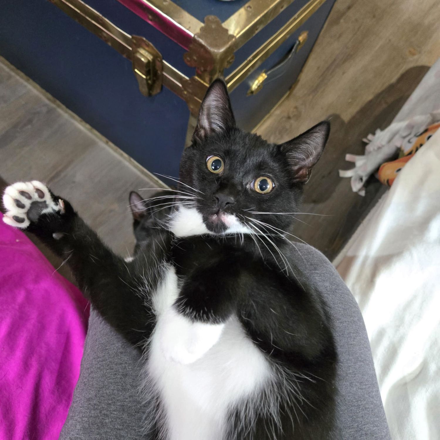 Black and white tuxedo cat looks up at camera from below.