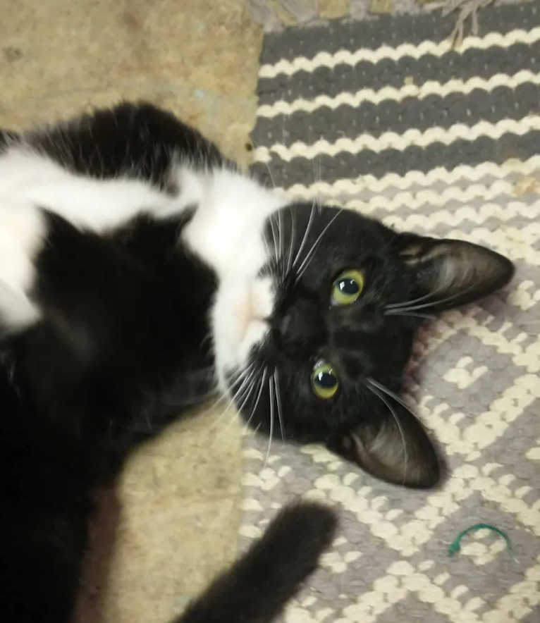 A black and white cat with bright green eyes looks up at the camera while lying on a patterned gray rug.