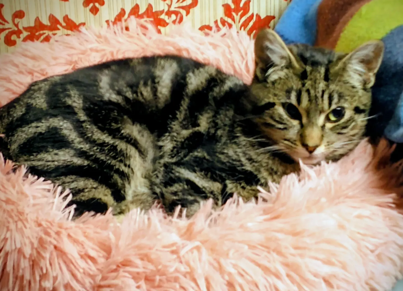 Tabby cat with striped fur lounges comfortably on soft pink plush blanket.