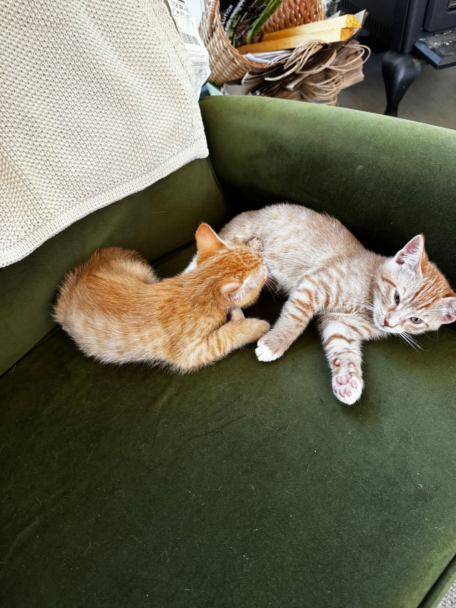 Two orange tabby kittens play and wrestle together on a cozy green velvet armchair beside a knit blanket and woven basket.