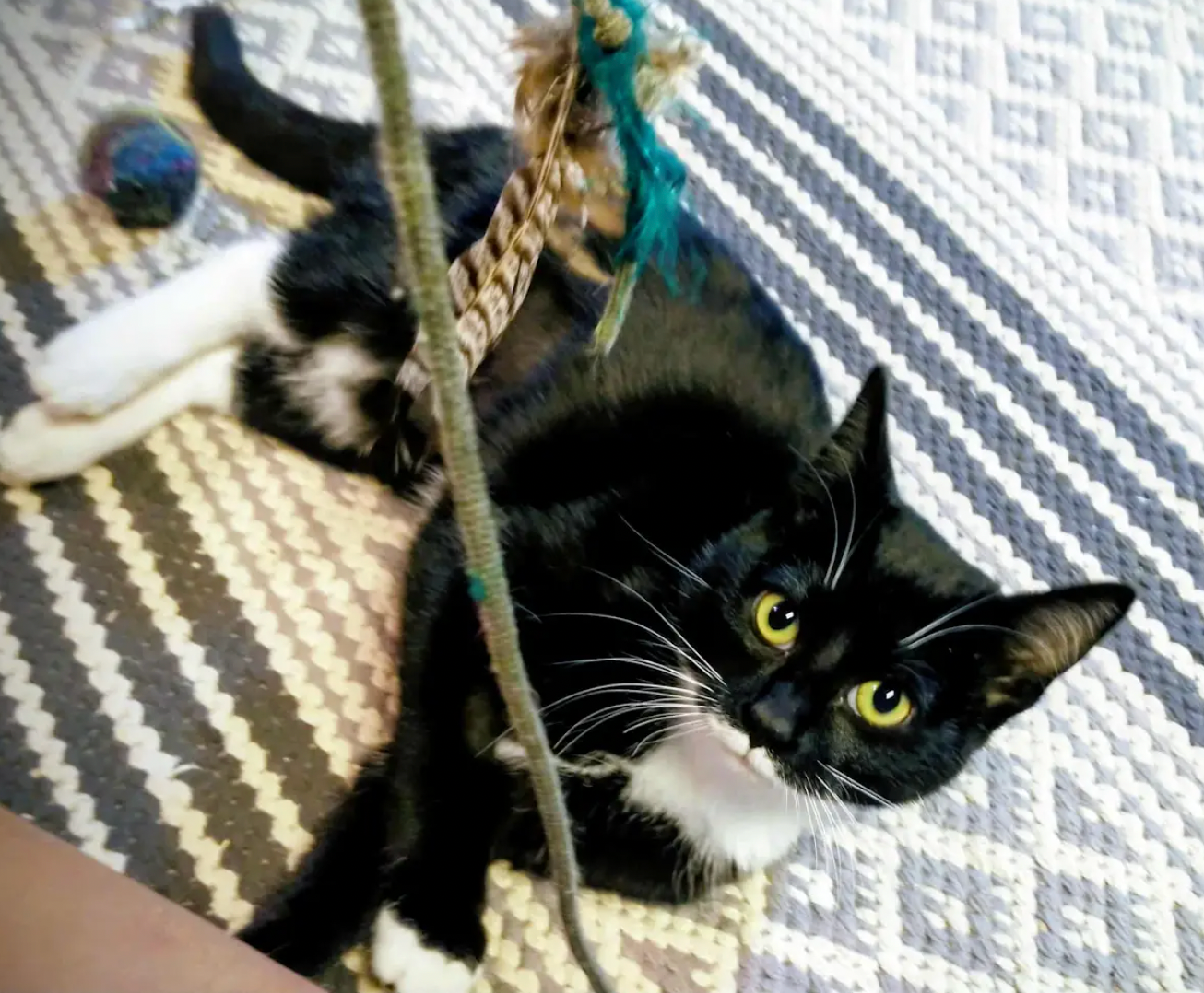 A black and white cat with yellow eyes lies on a patterned rug while playing with a rope toy.