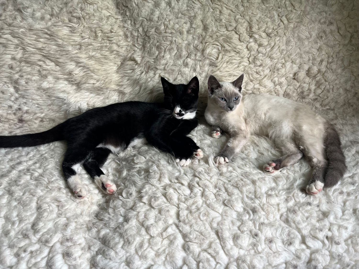 Black and white cat stretches out and rolls playfully on a light colored carpet.