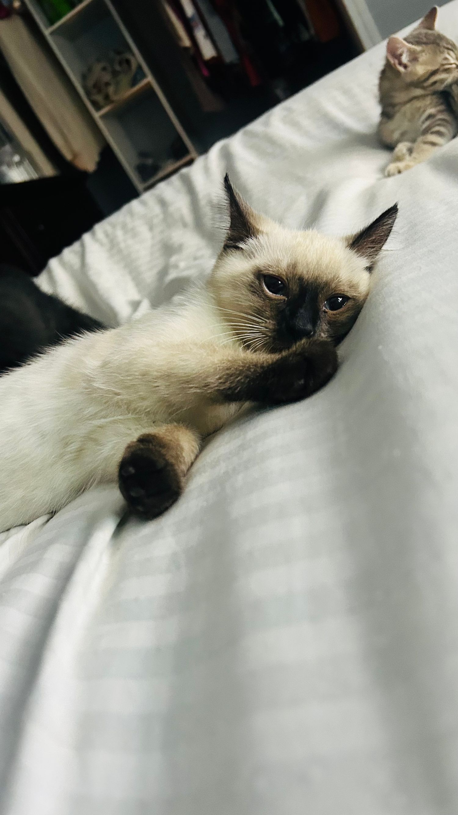 A Siamese kitten lounges lazily on a white bed with a tabby kitten visible in the background.