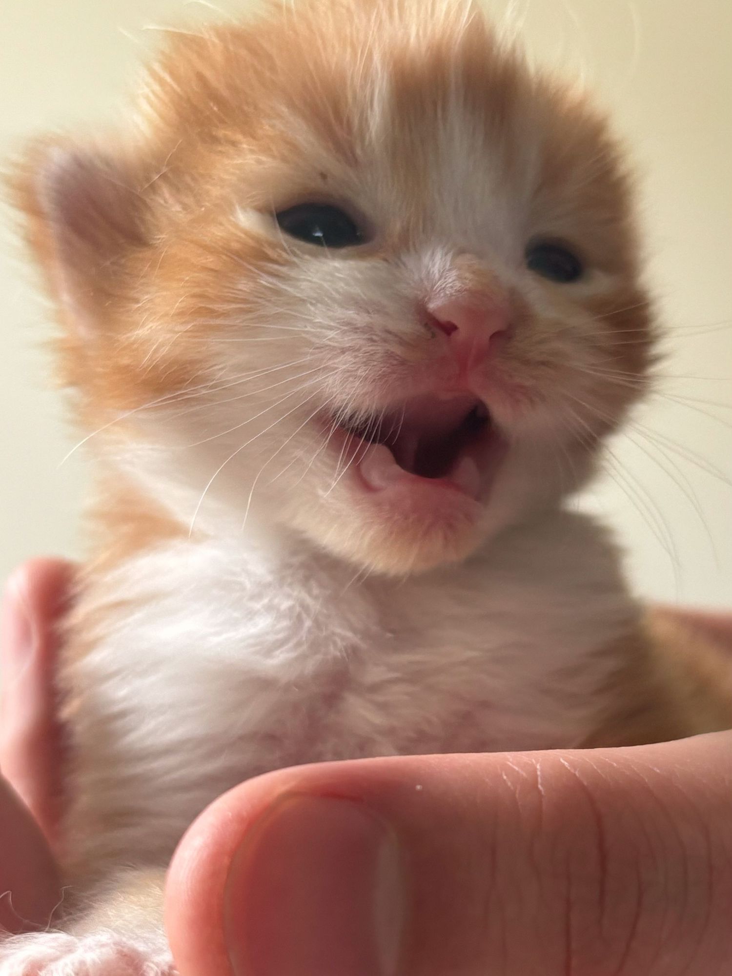 Tiny cream-colored kitten with pink nose meowing while being held.