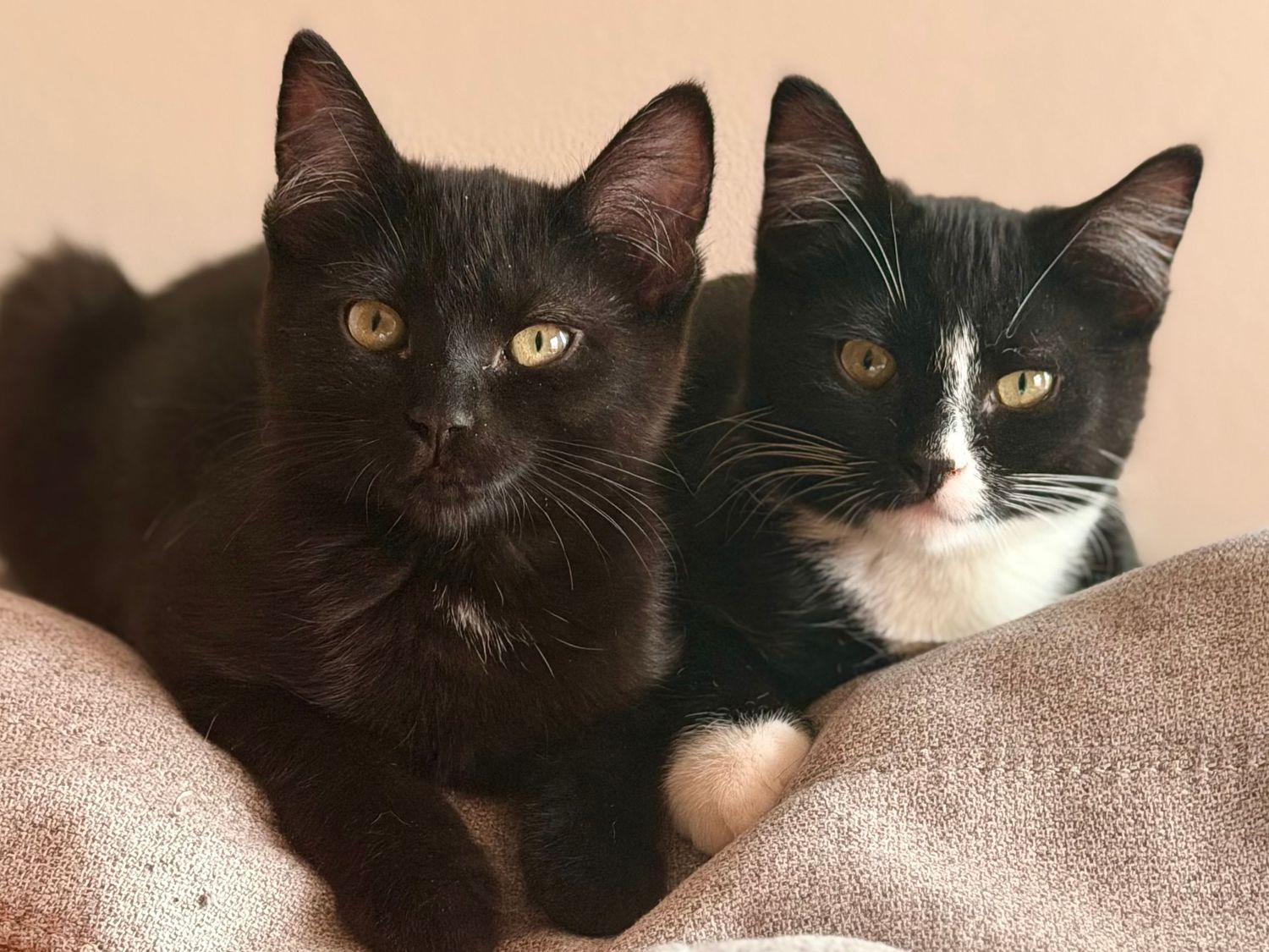 Two adorable black cats, one solid black and one tuxedo, sitting together on a soft blanket.
