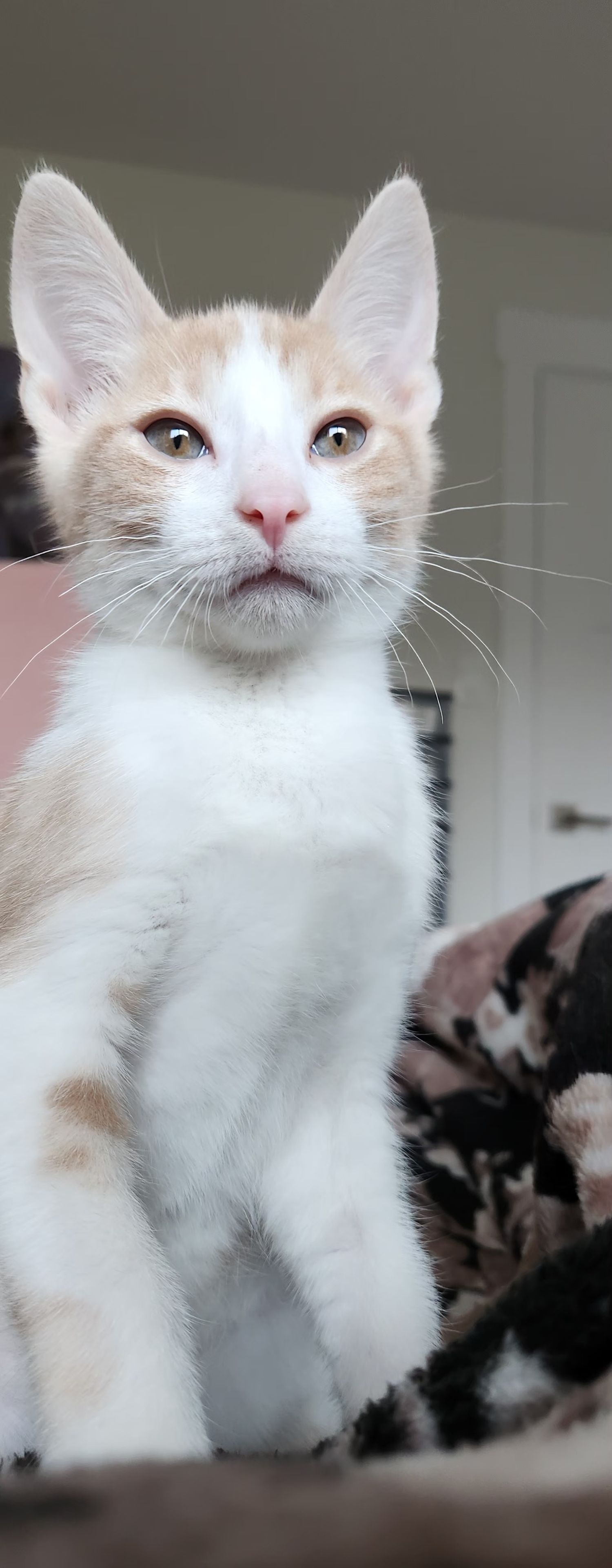 A young white and orange tabby kitten sits upright on a floral cushion, gazing curiously upward with bright eyes.