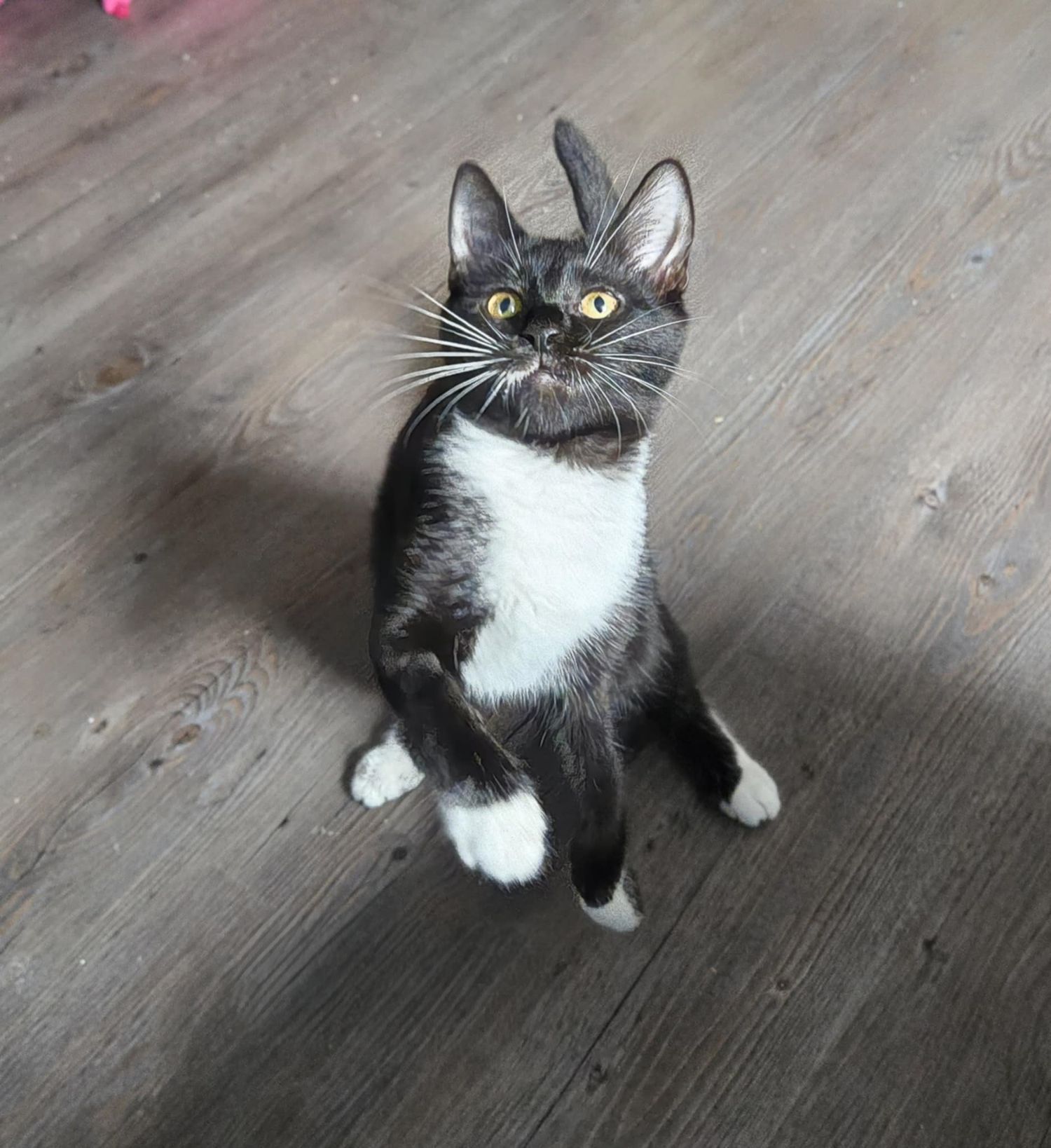 Black and white cat sits attentively on gray wooden floor looking up at camera.