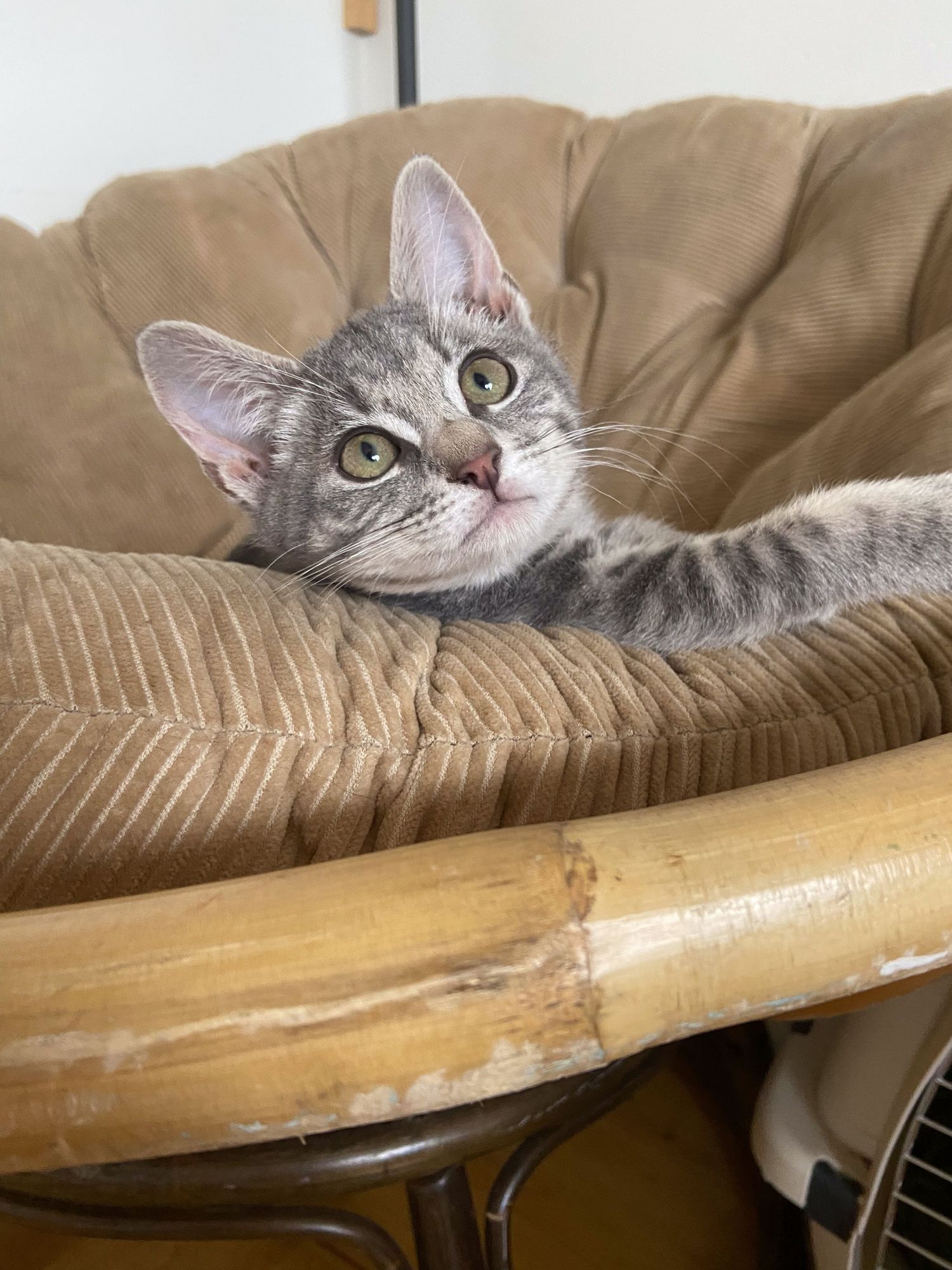 Gray cat peeks over edge of tan cushioned furniture.